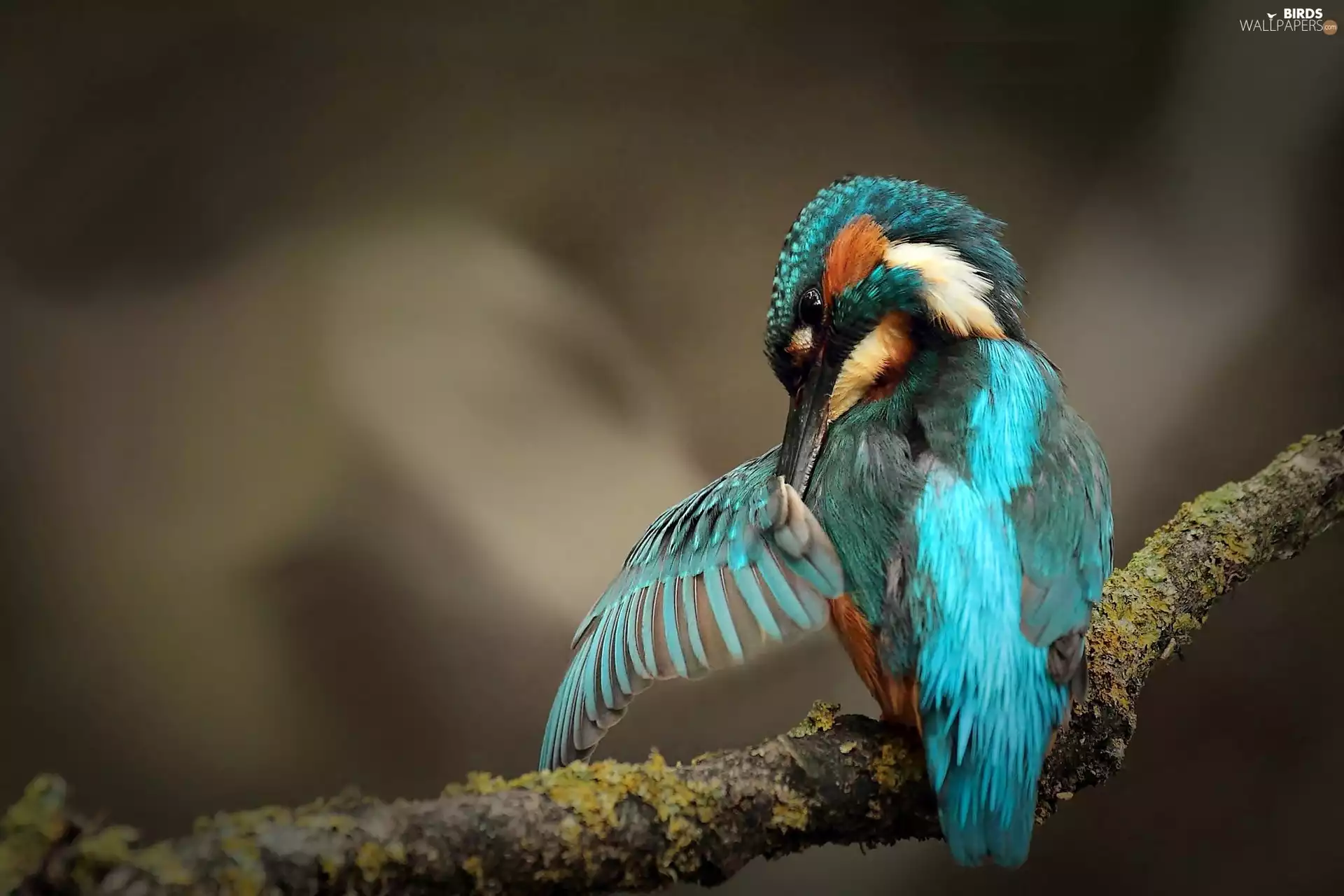 Bird, kingfisher
