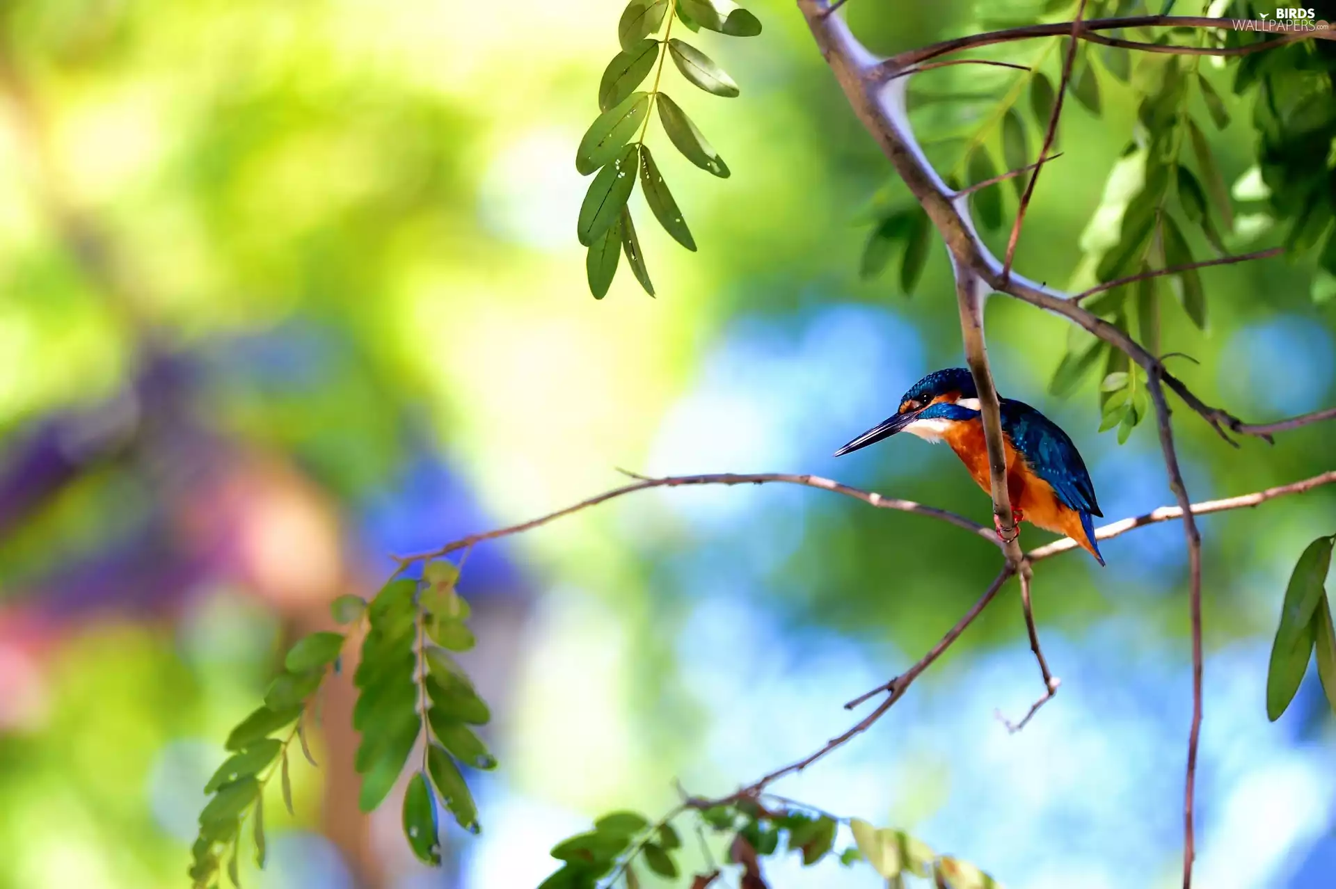 kingfisher, twig, Leaf, Bird