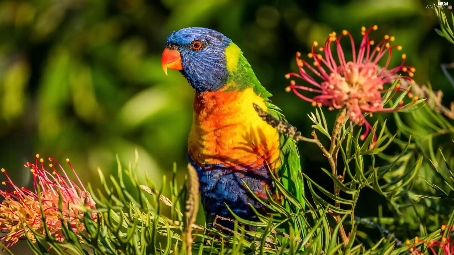 Rainbow Lorikeet, Mountain, Bird, parrot, Colourfull Flowers