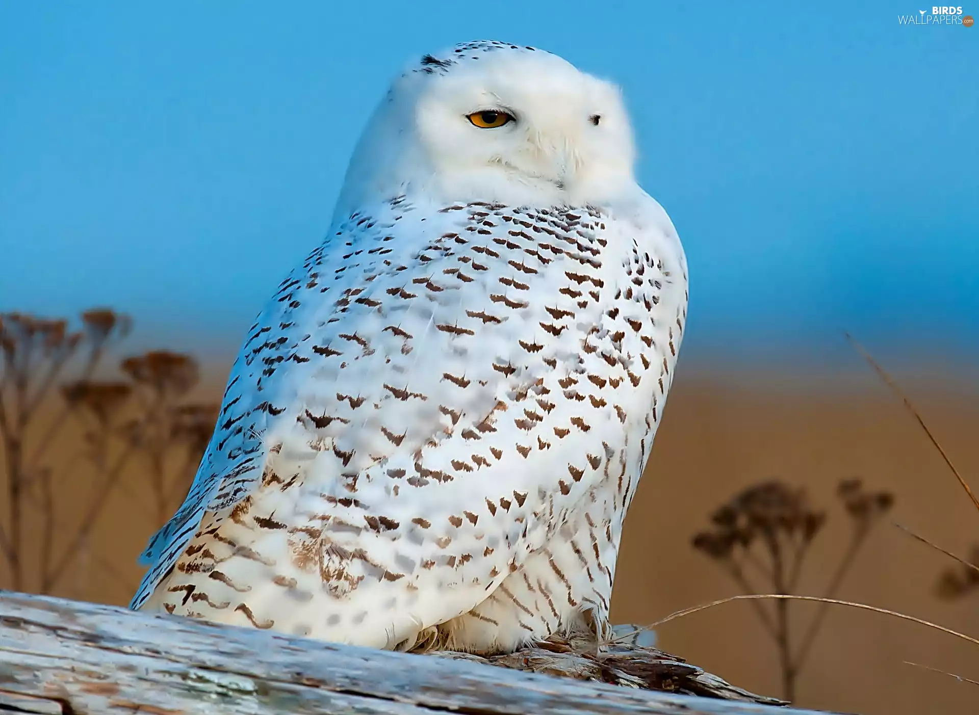 Bird, Snowy Owl