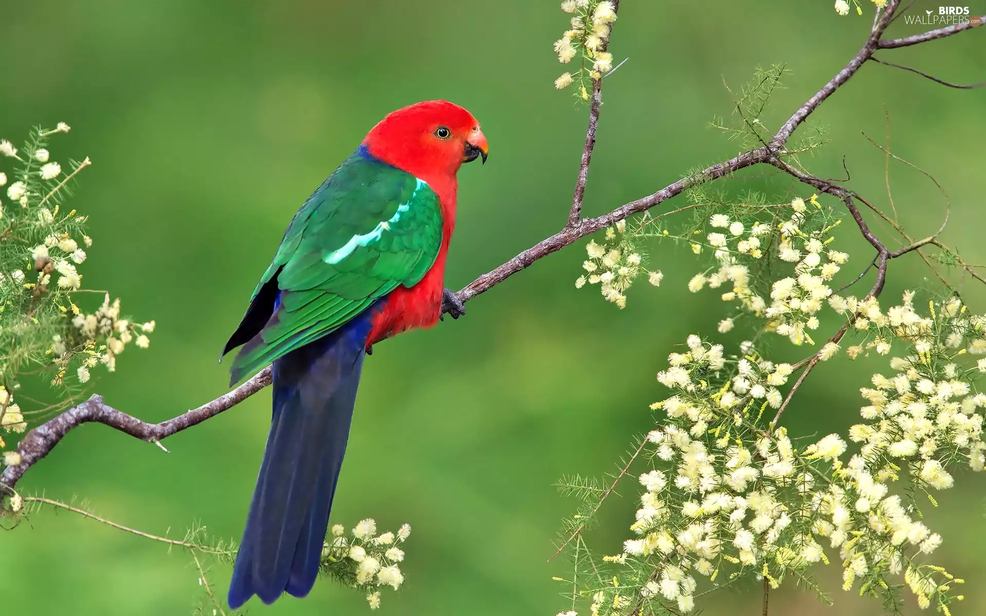 parrot, Blossoming, branch, Bird