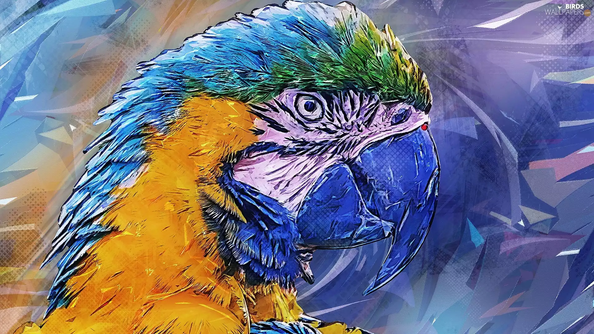 Head, graphics, parrot, blue-and-yellow macaw, Bird