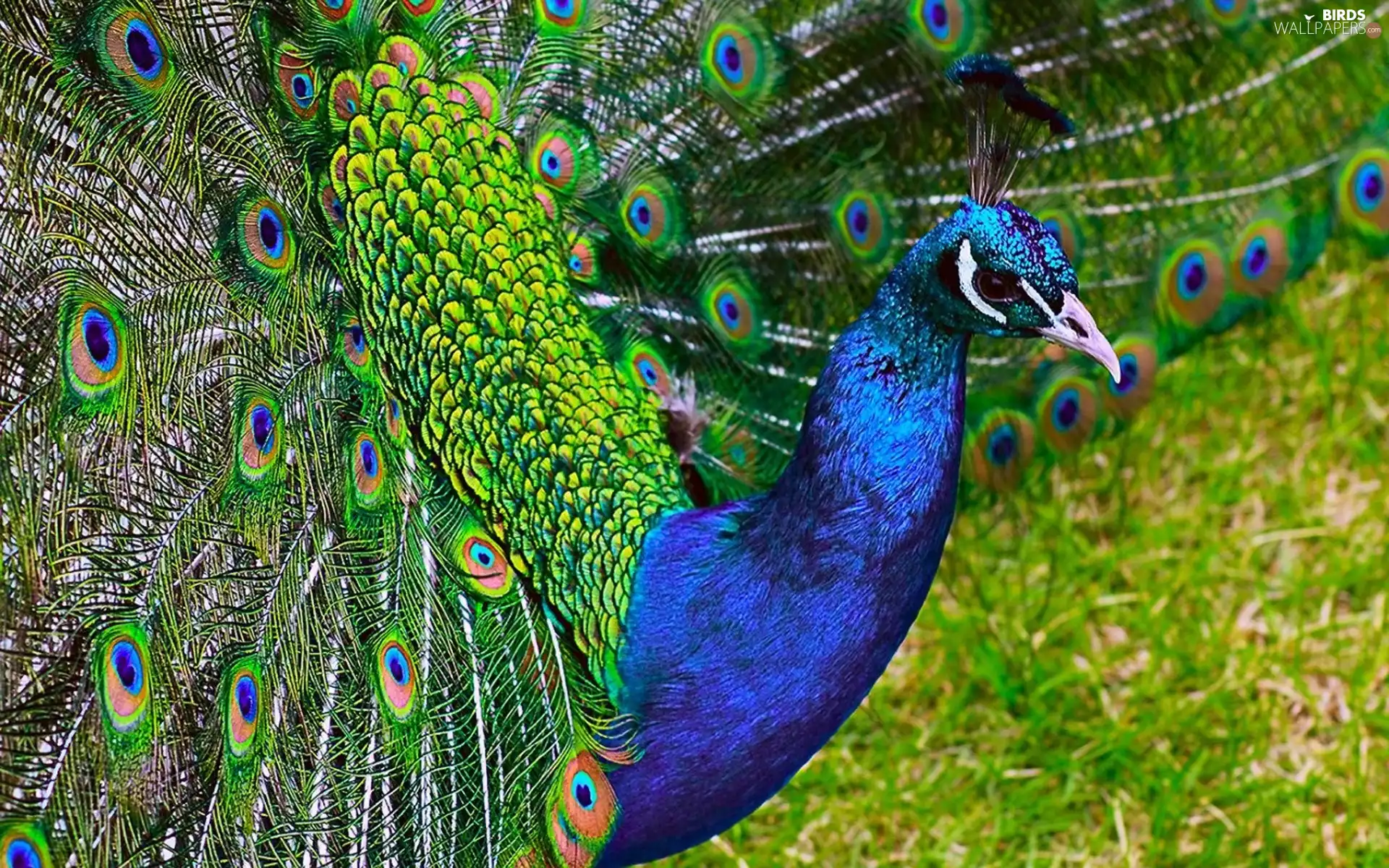 Bird, peacock