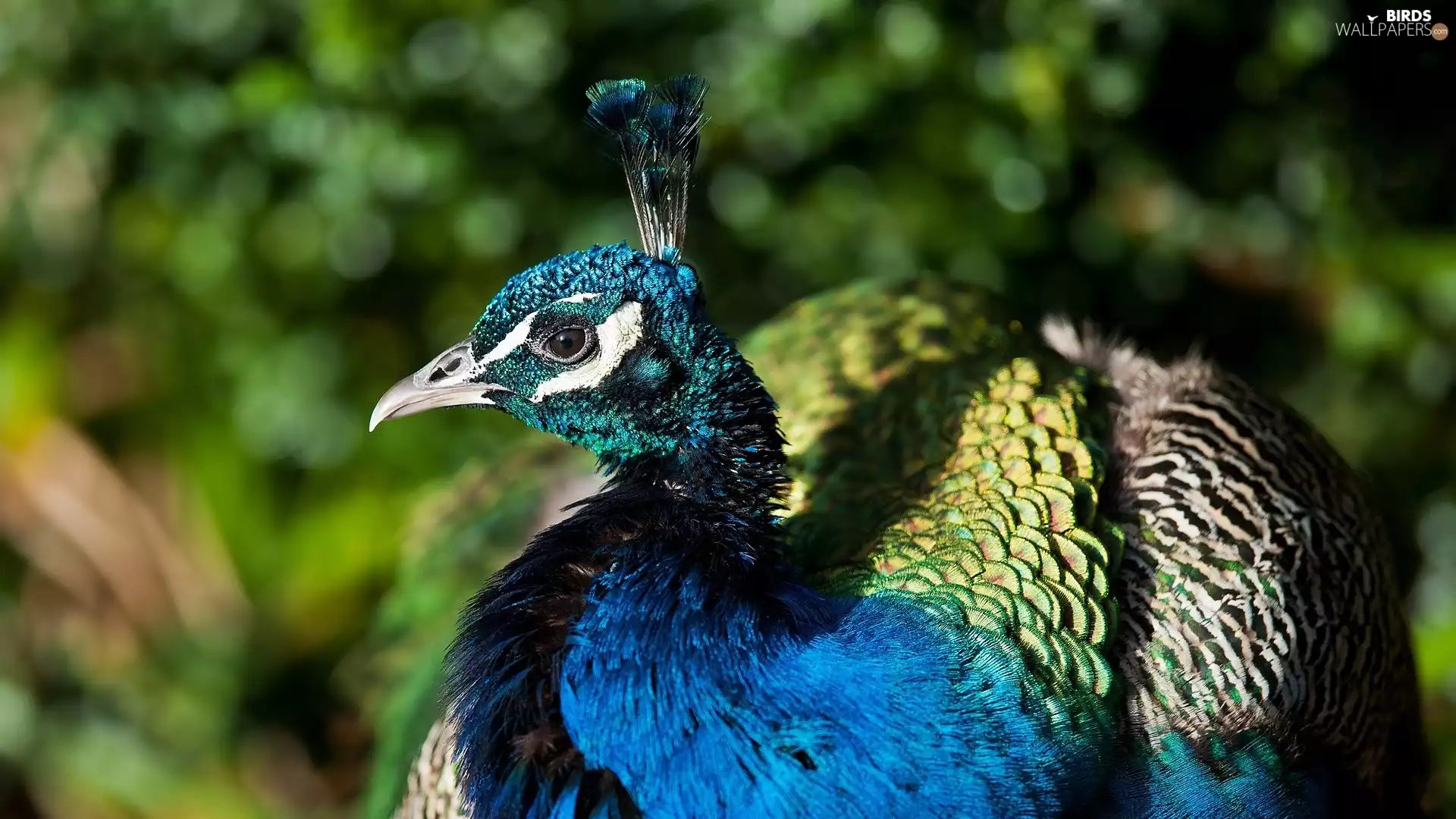 Bird, peacock