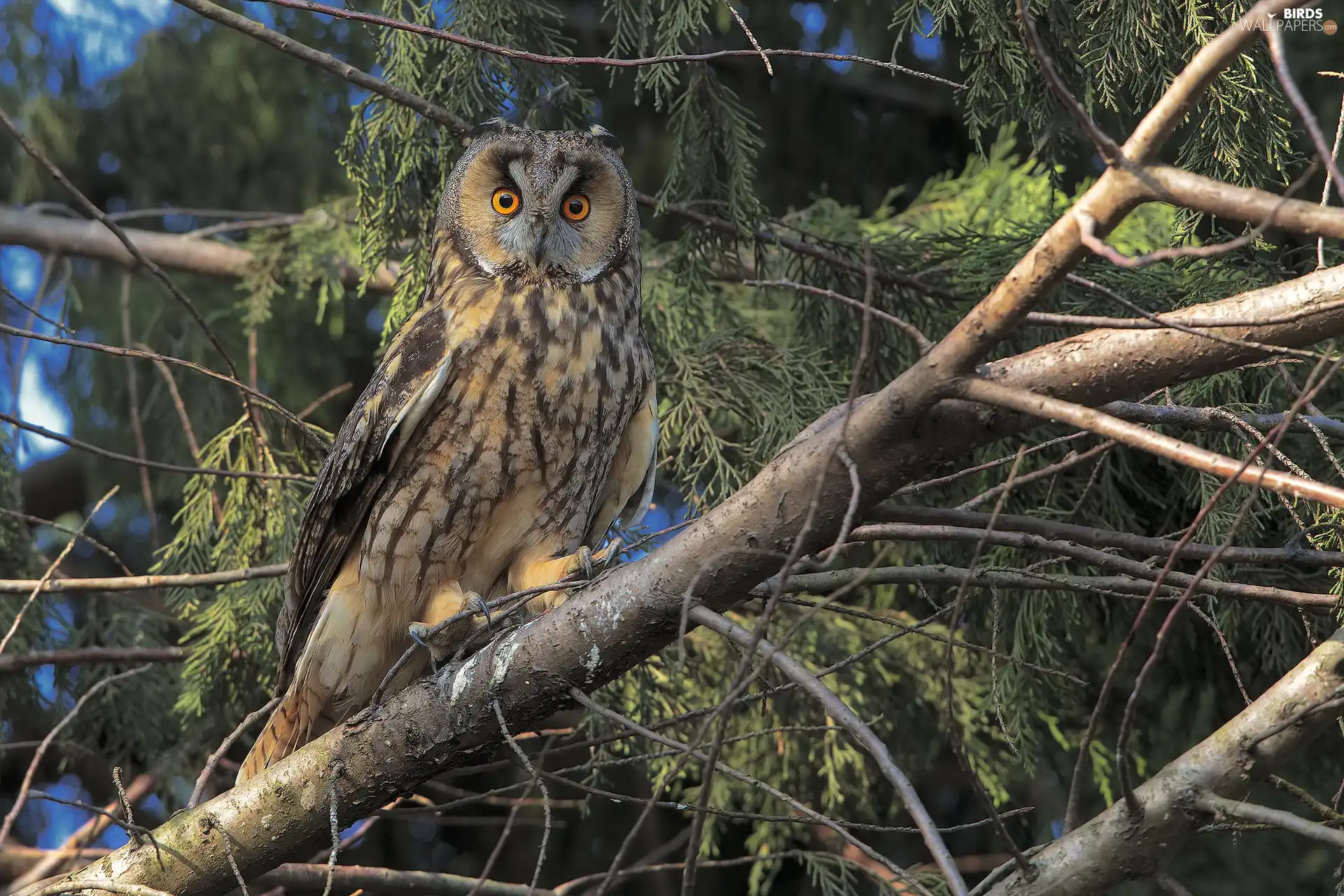 trees, branch pics, owl, Long-eared Owl, Bird