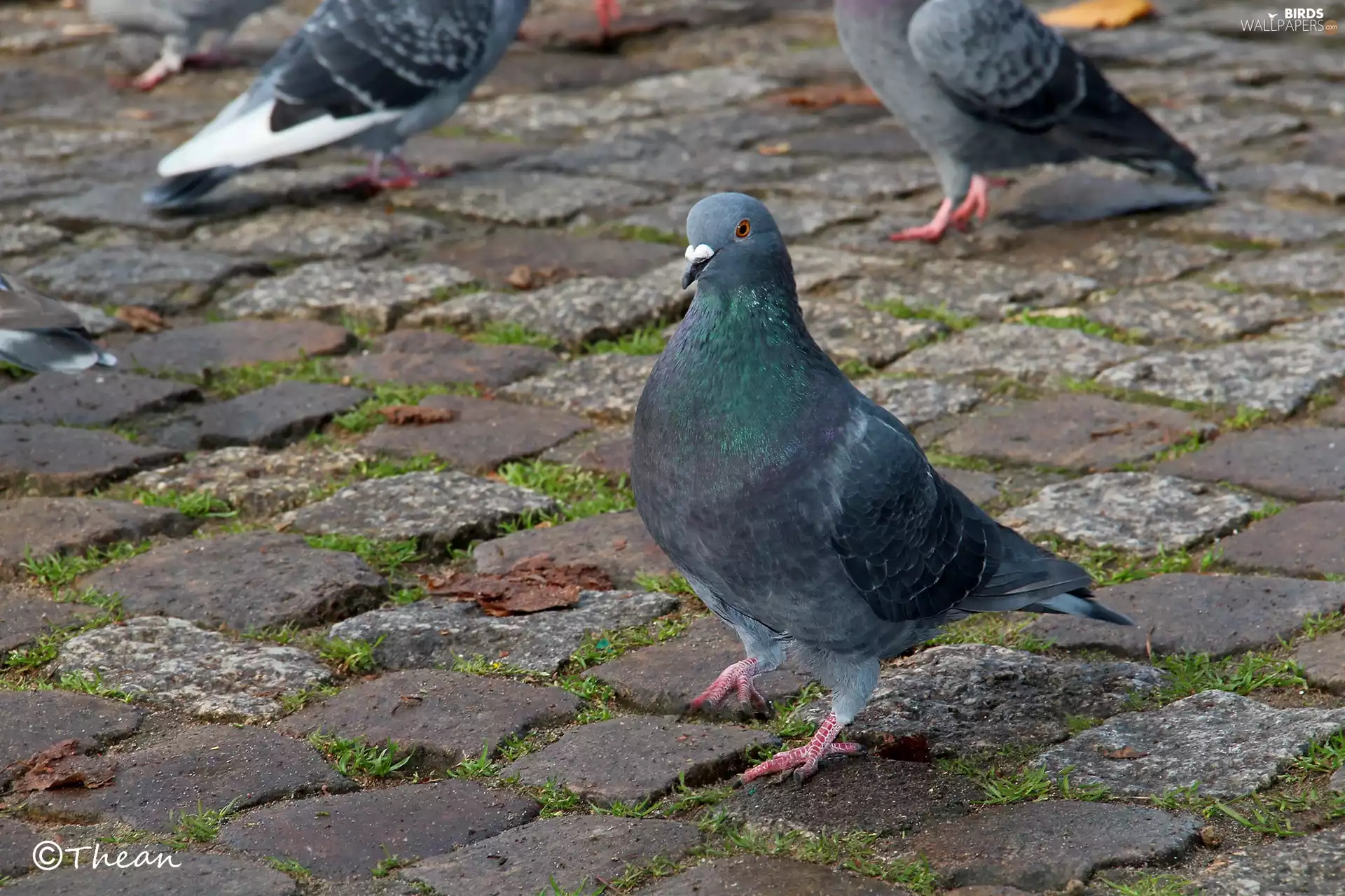 pigeon, brick, paving, Bird