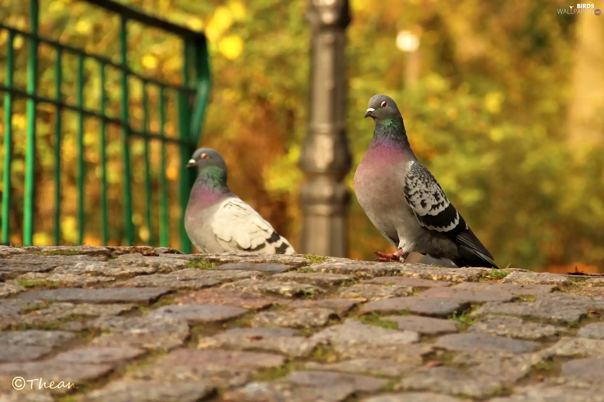 pigeon, brick, paving, Bird