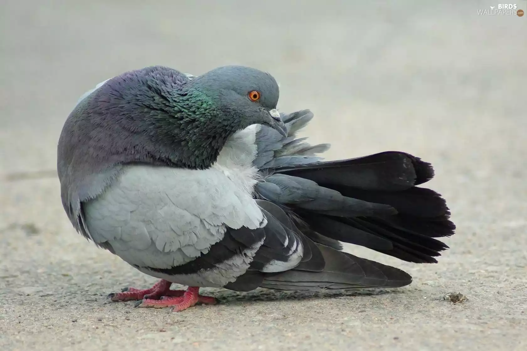 Bird, pigeon