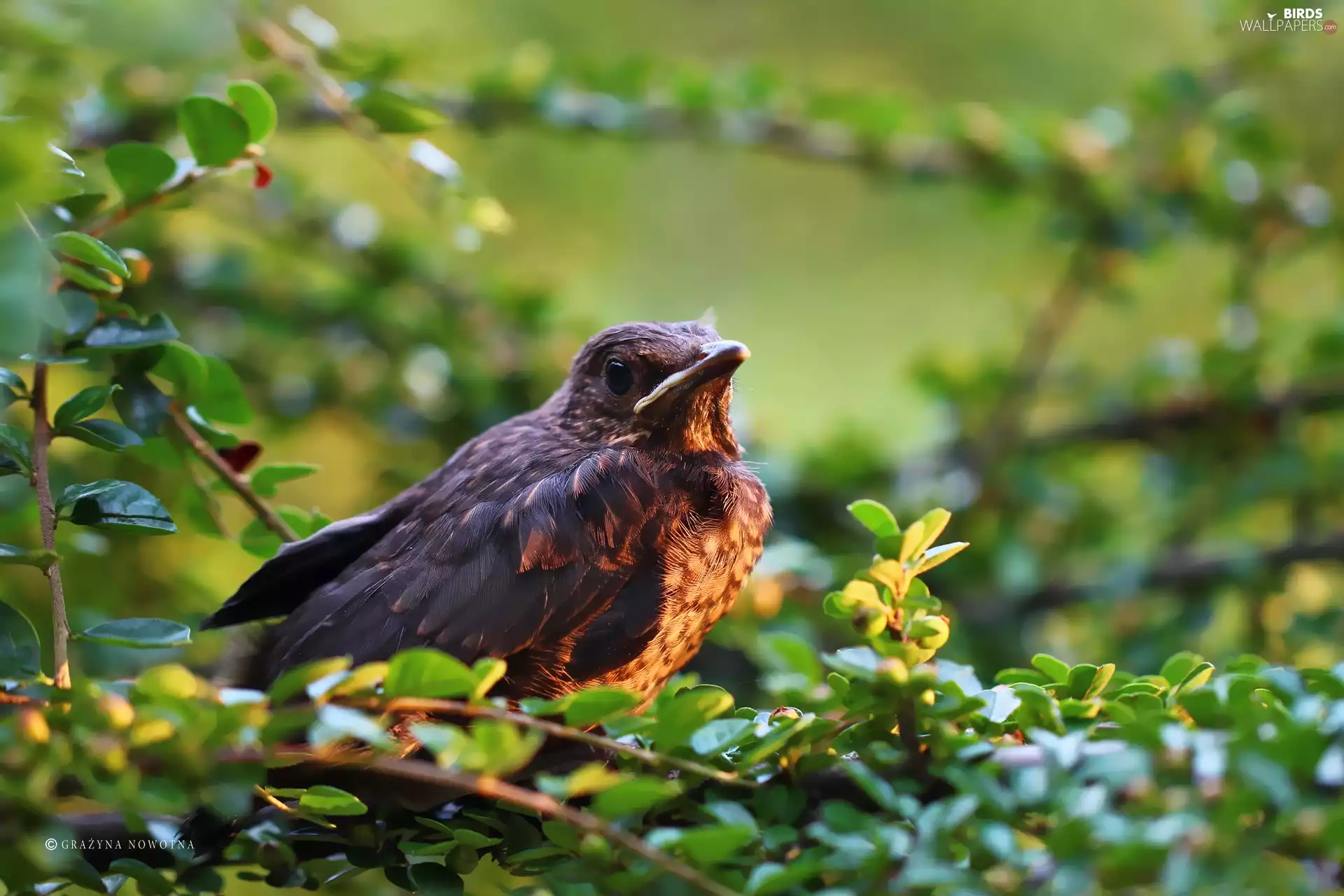 Blackbird, Bird, Plants, Air-taxiing