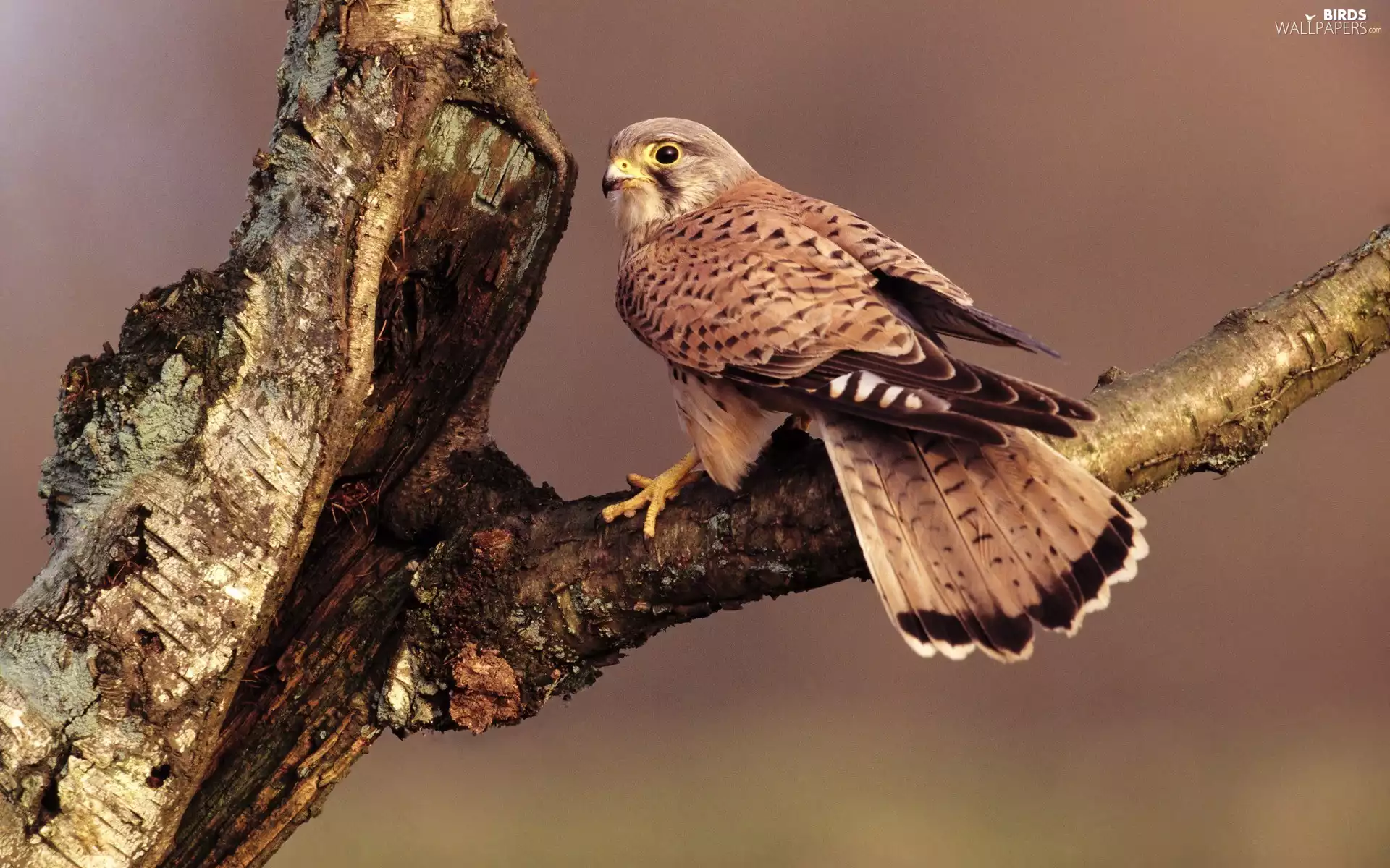 Bird, kestrel, predatory