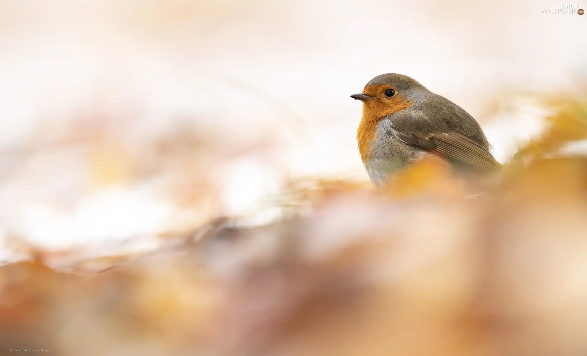 robin, fuzzy, background, Bird
