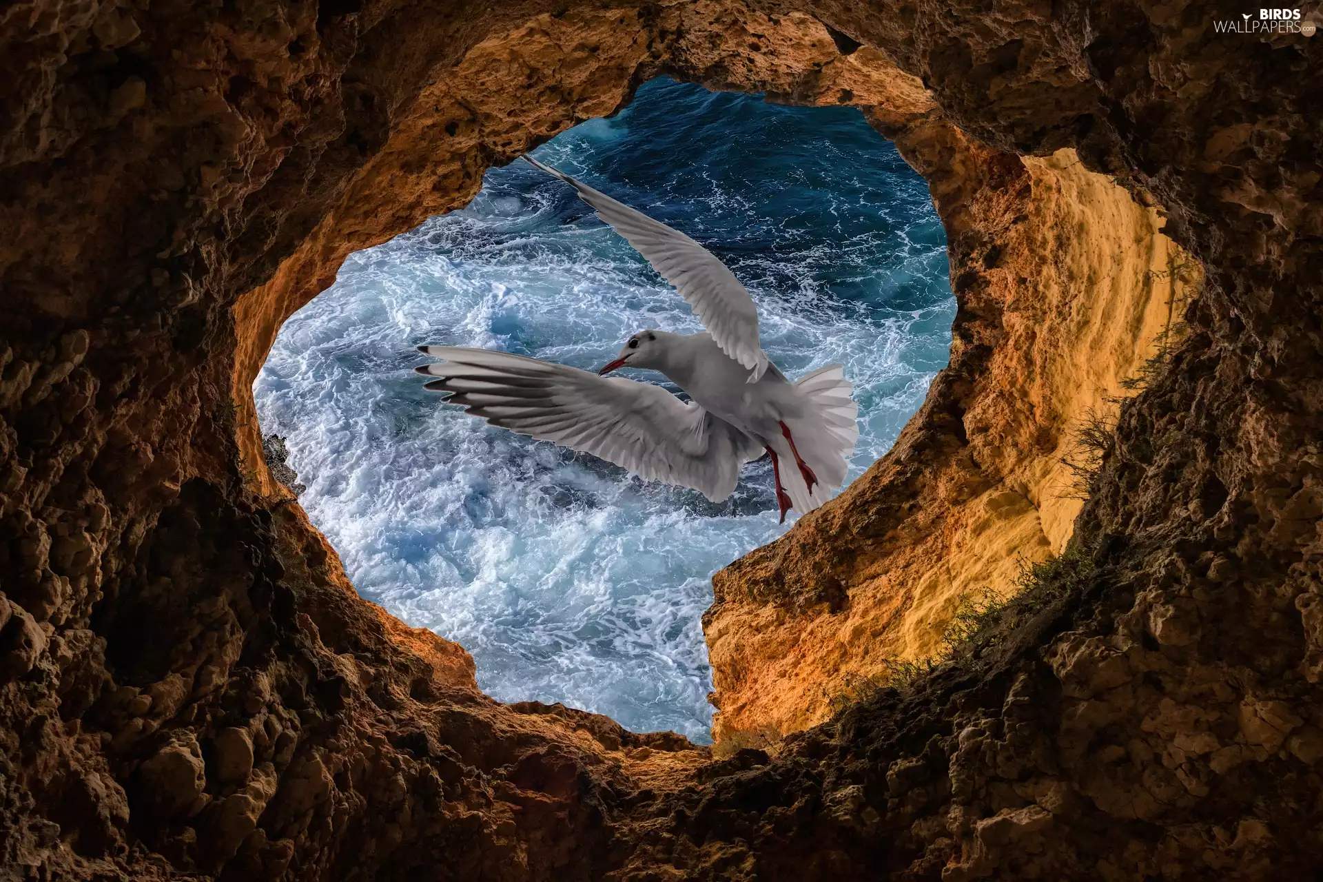 seagull, Rocks, sea, Bird, cave, Waves, photomontage
