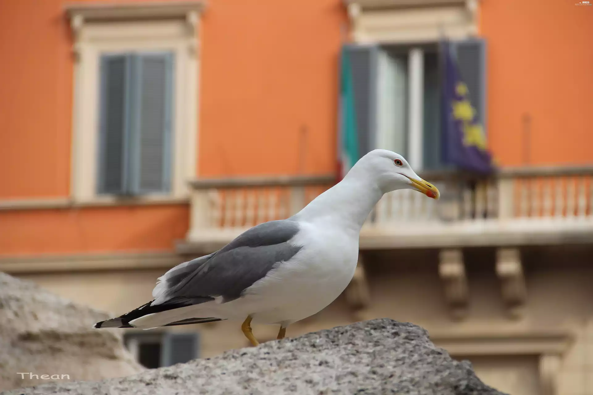 Bird, seagull