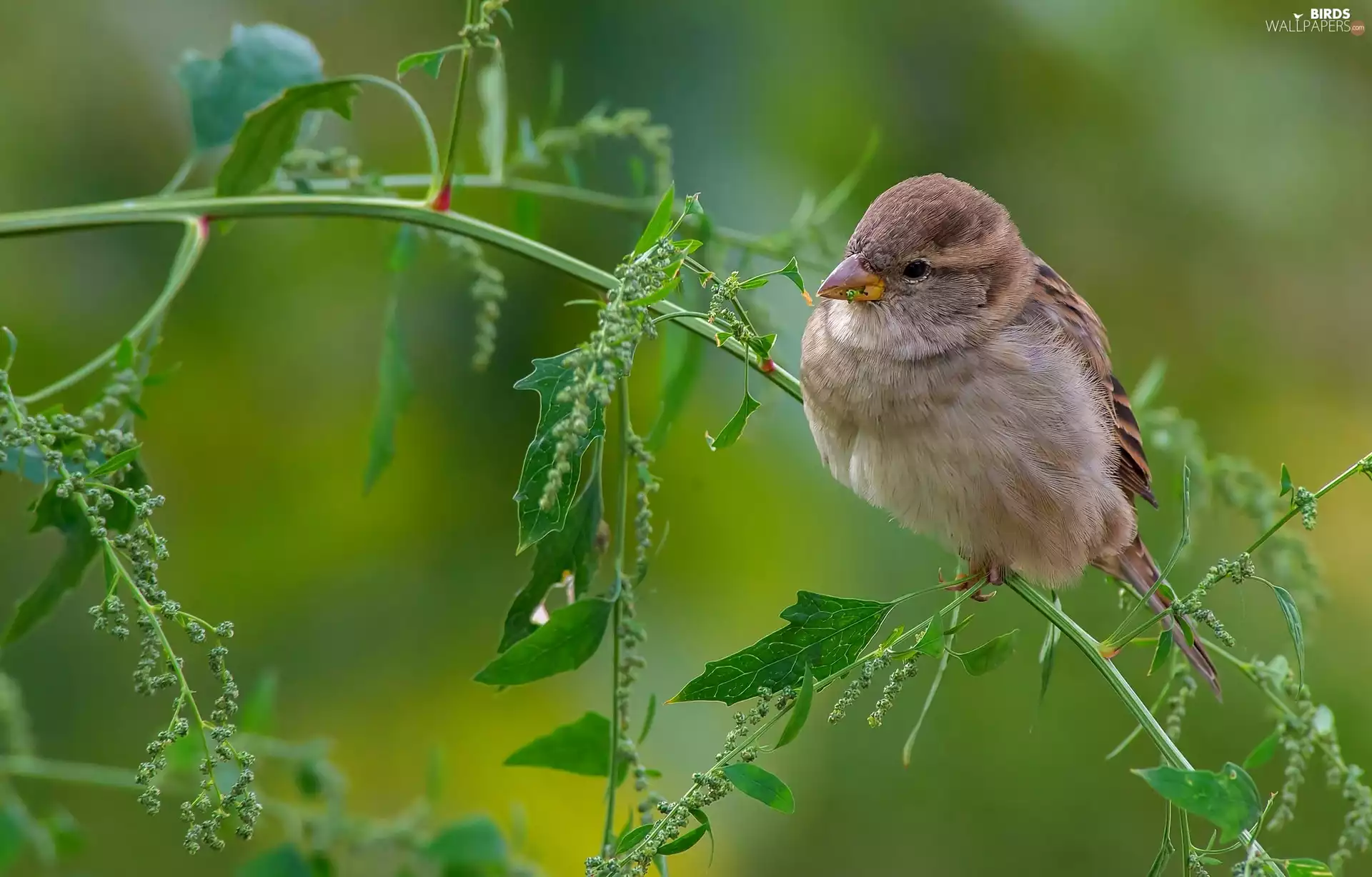 sparrow, plant, twig, Bird