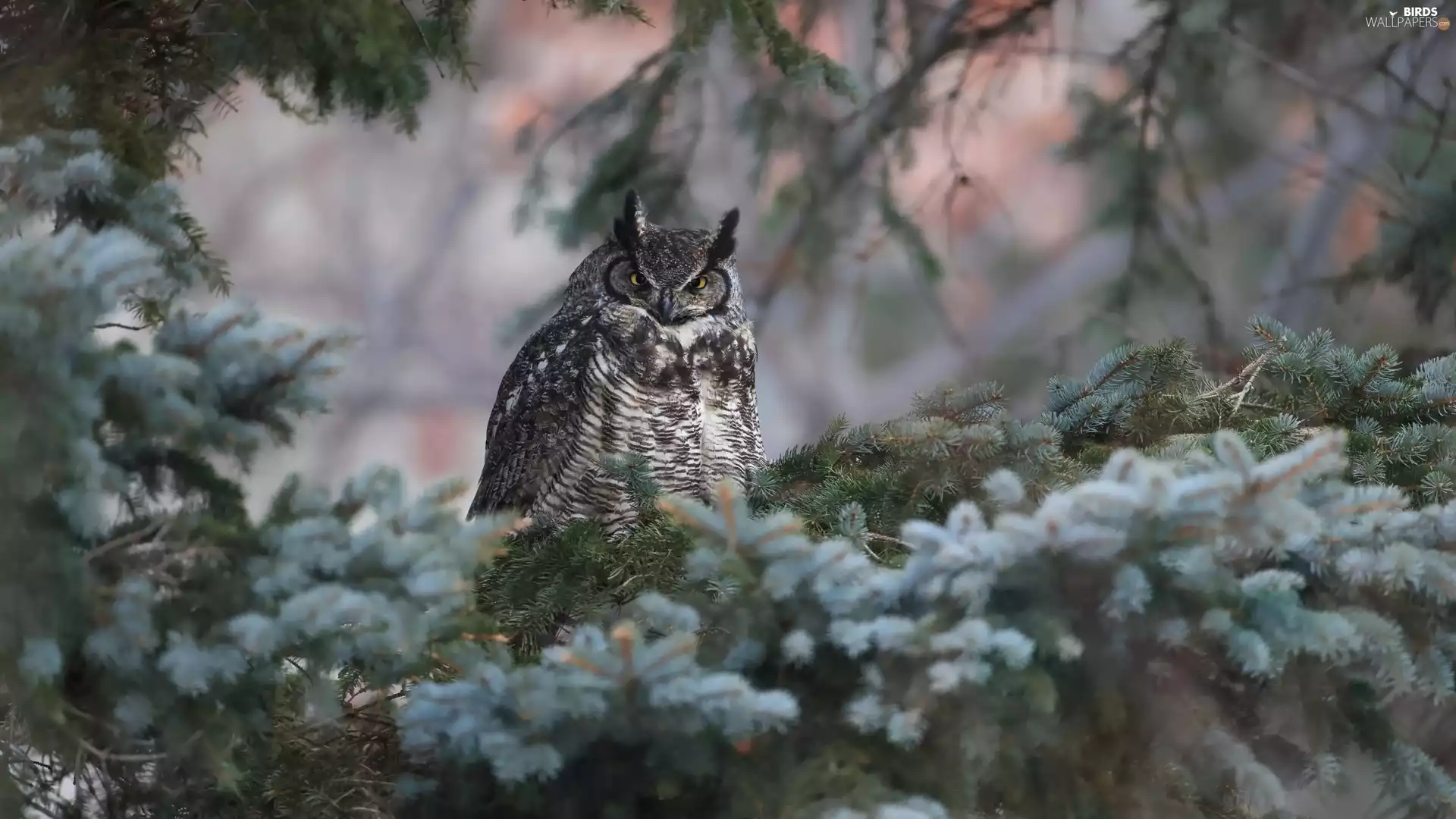 branch pics, spruce, owl, Eurasian Eagle-Owl, Bird