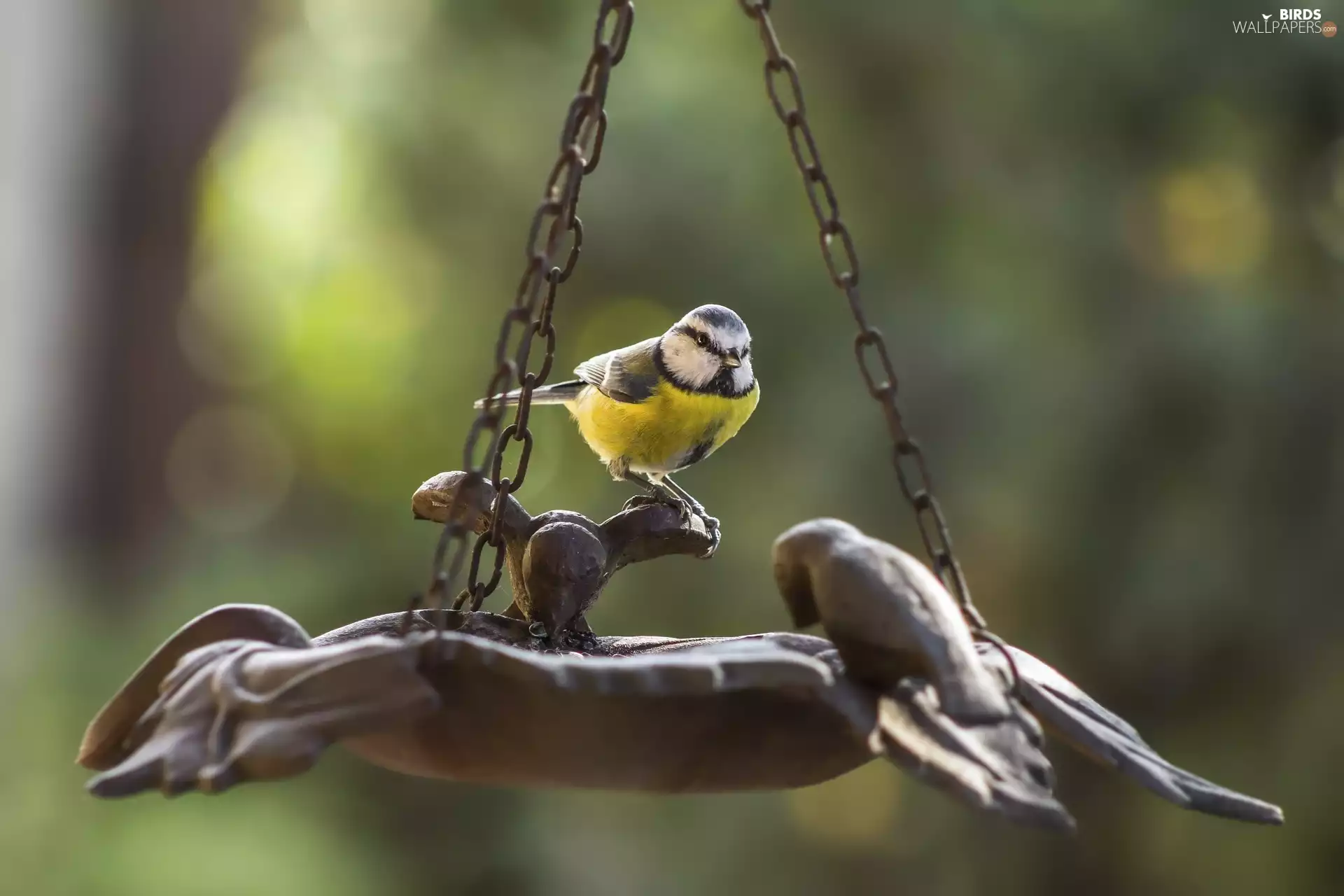 Bird, drinking fountain, Great Tit, Cable-stayed Bridge, tit