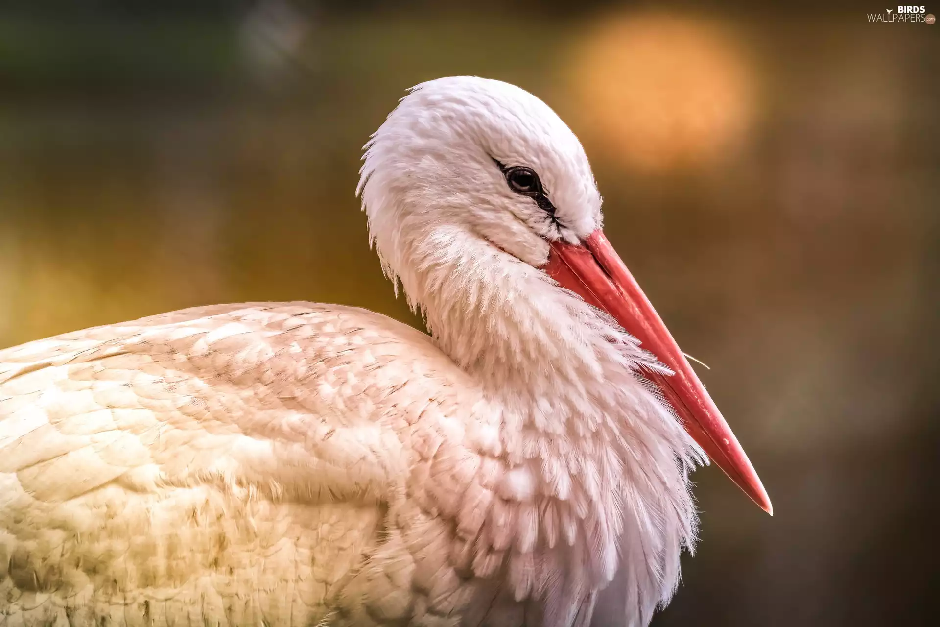 Bird, White Stork