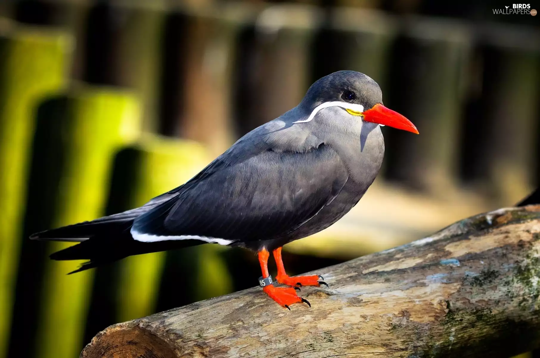 Bird, Inca Tern