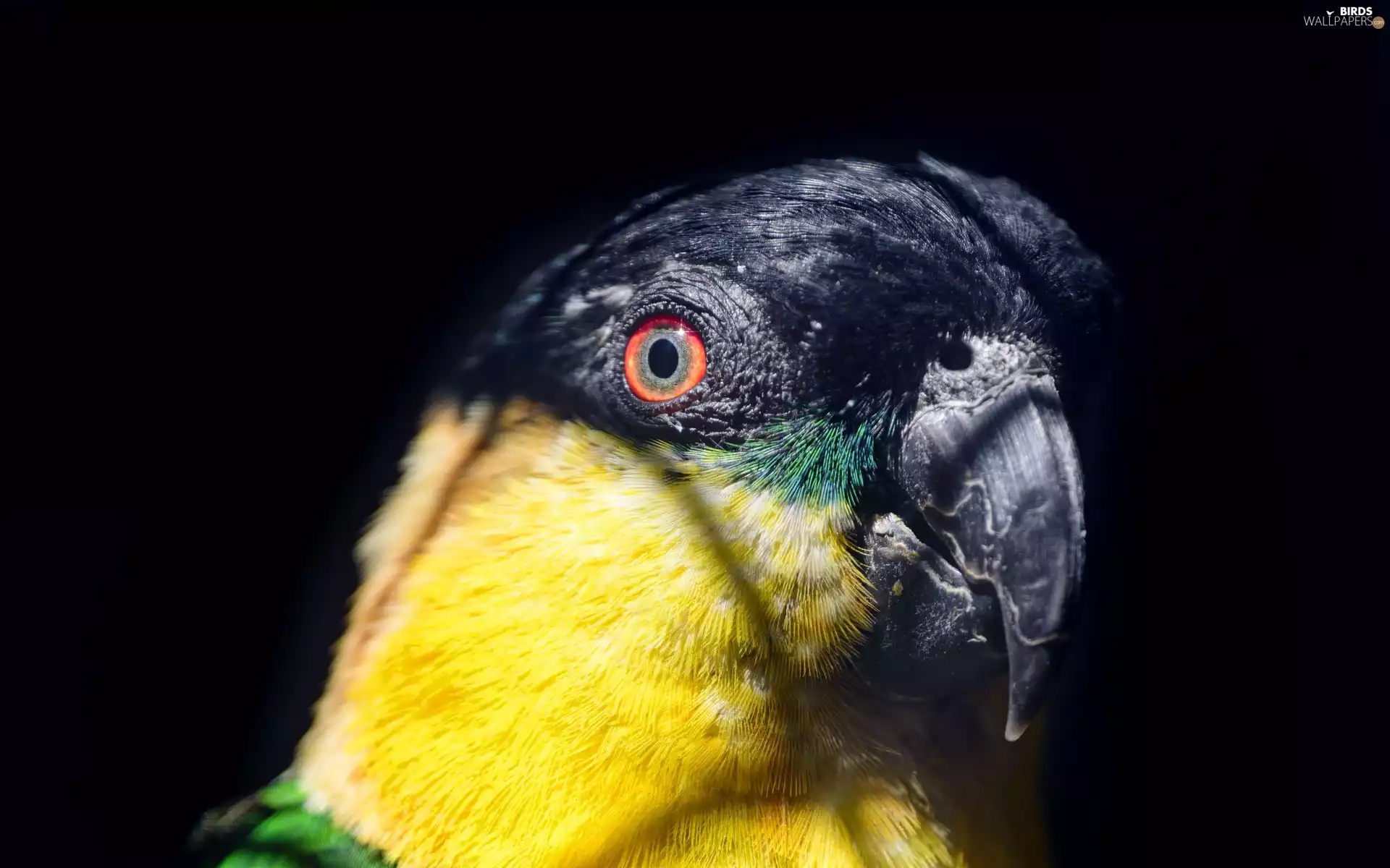 Head, parrot, The look, black background, eye, Bird