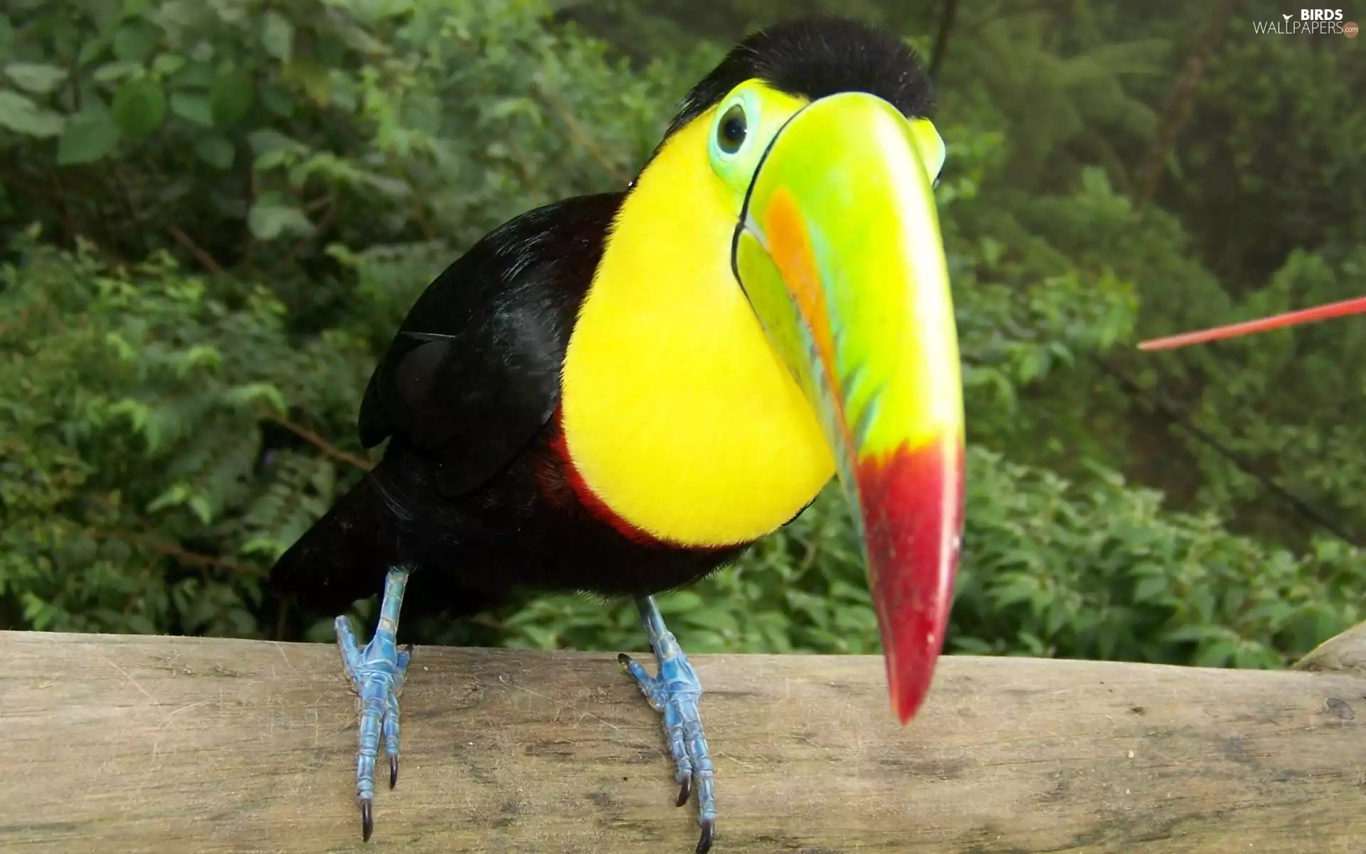 Bird, Toucan
