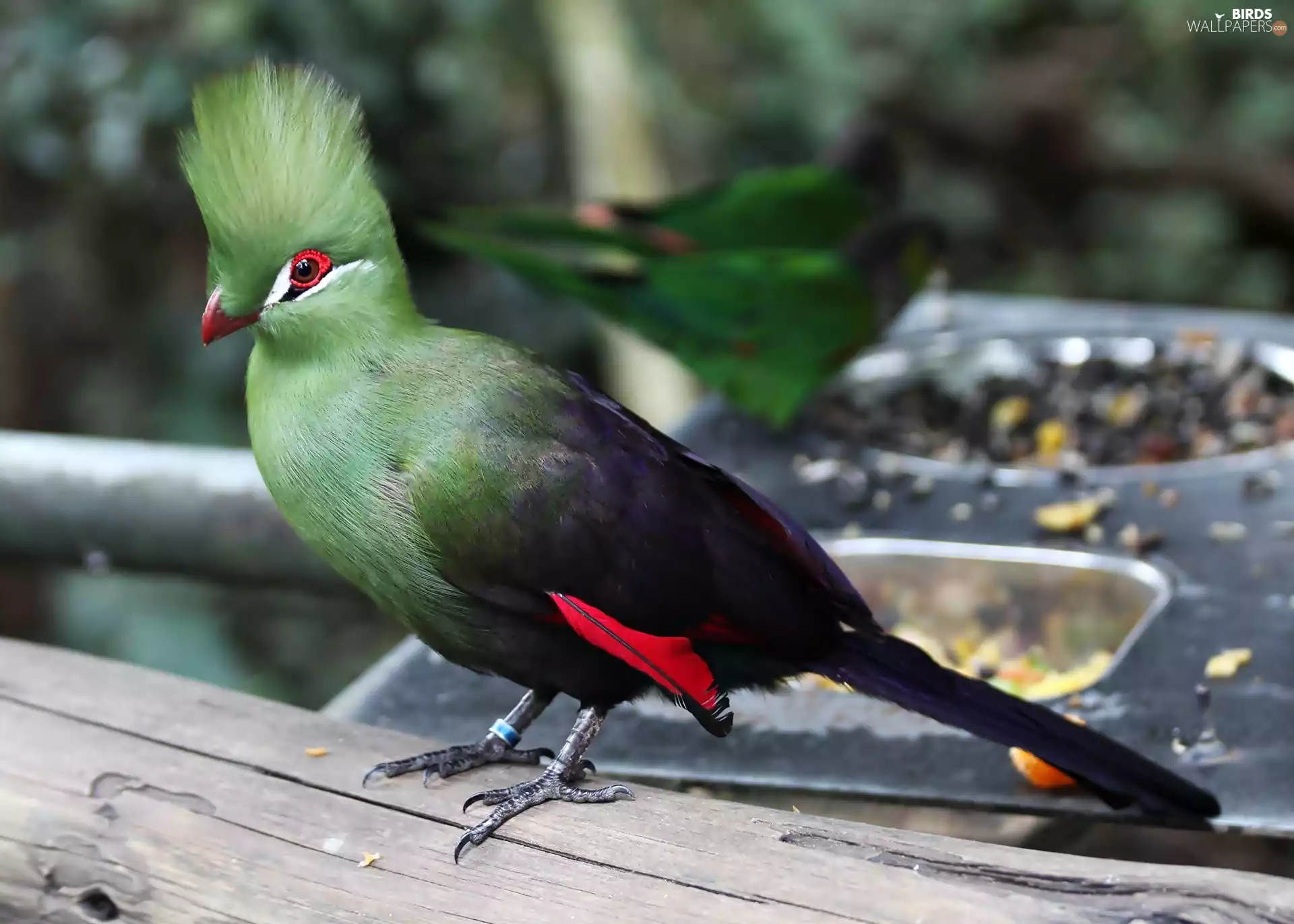 Bird, Guinea Turaco