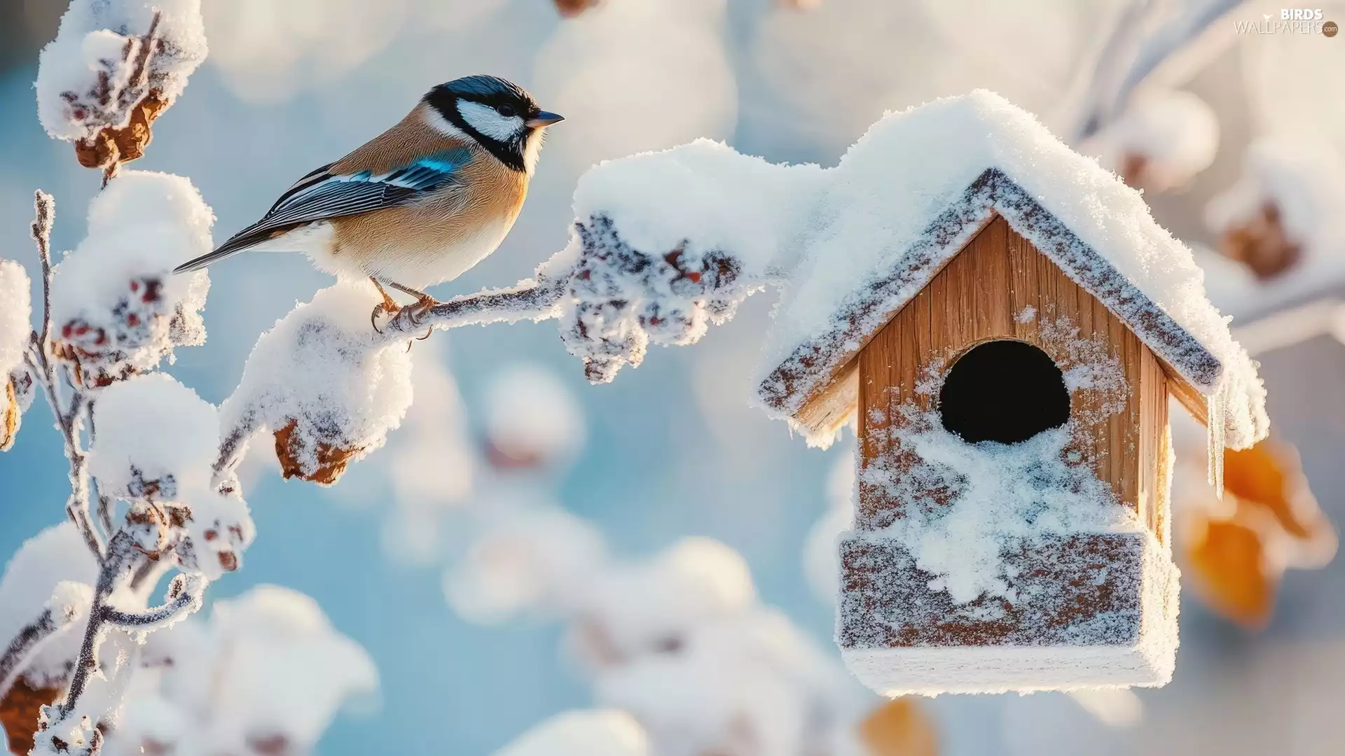 tit, winter, twig, Bird, A snow-covered, Bird