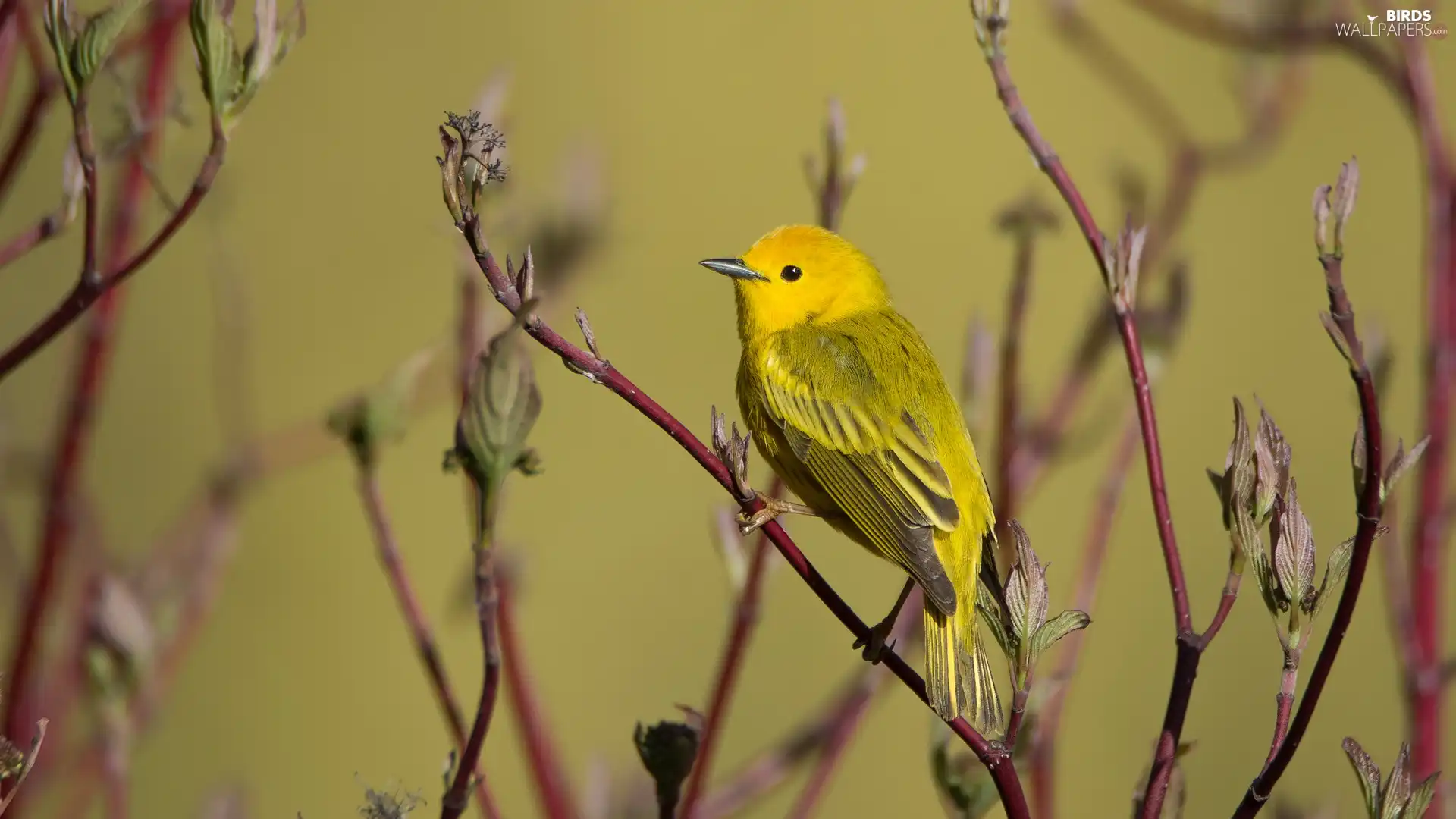 Twigs, Bird, Warbler egret, Yellow