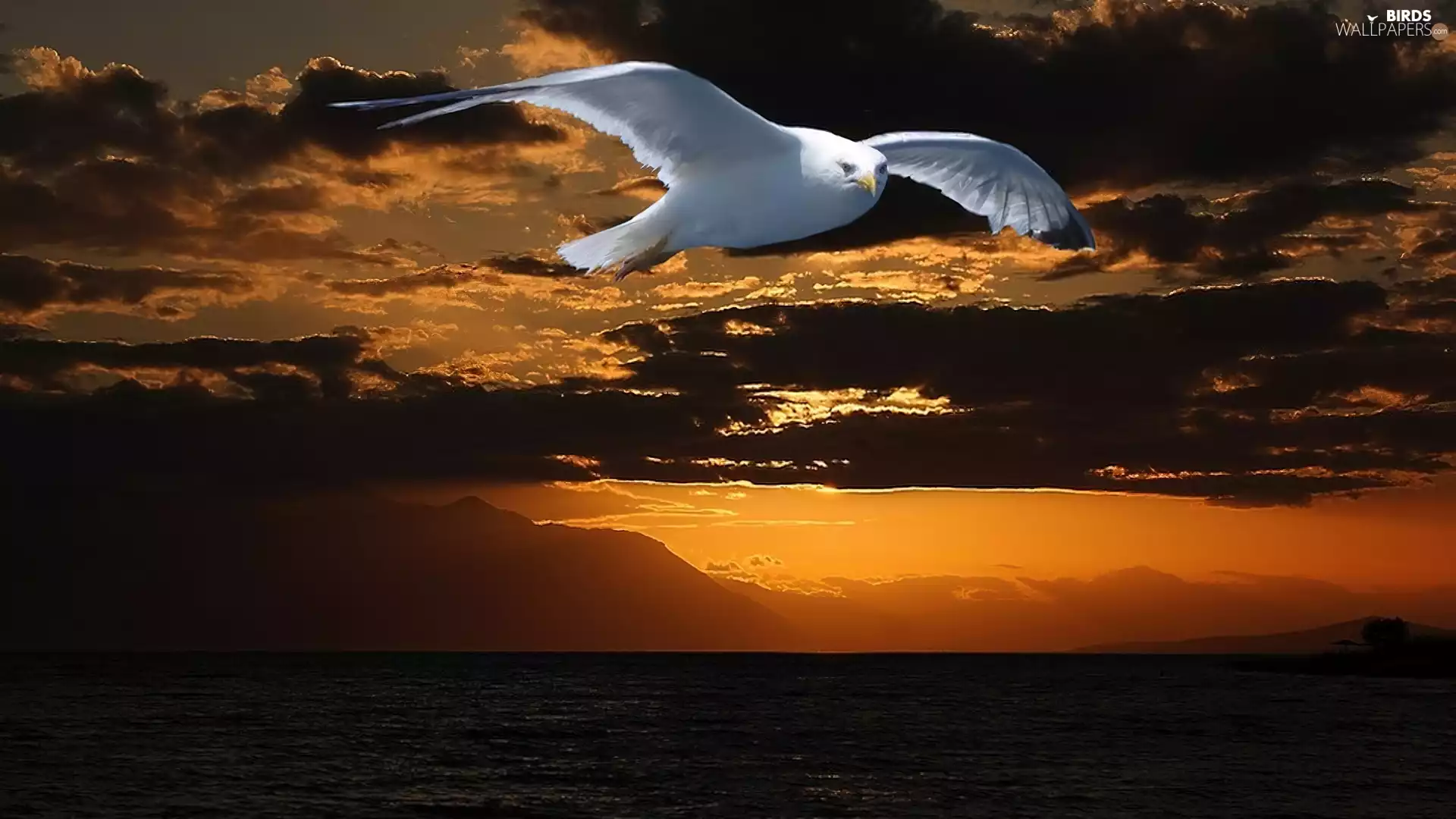 White, Bird, west, sun, Sky