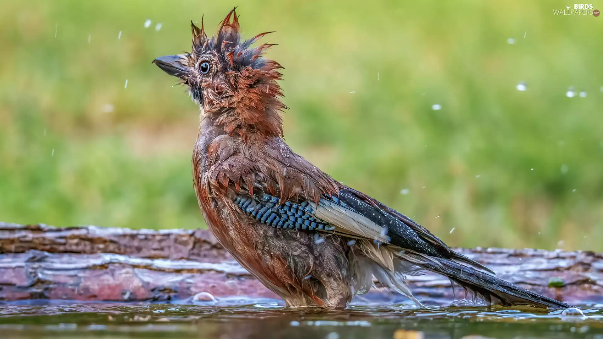 wet, jay, bath, Bird