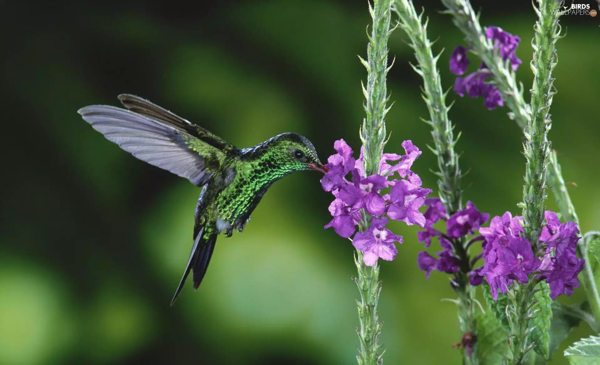 humming-bird, wings, Flowers, Bird