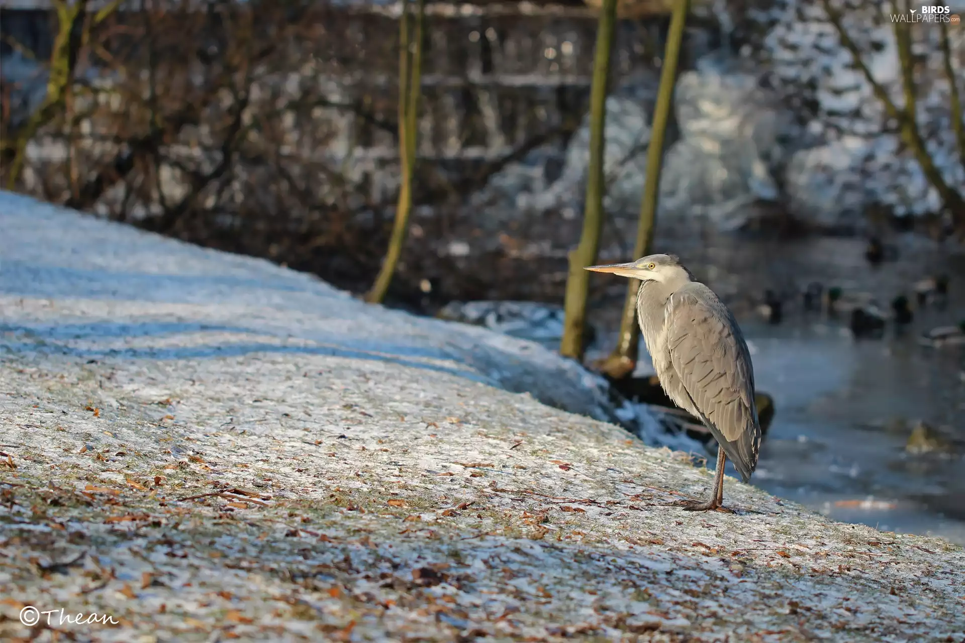 winter, Gery Heron, Bird