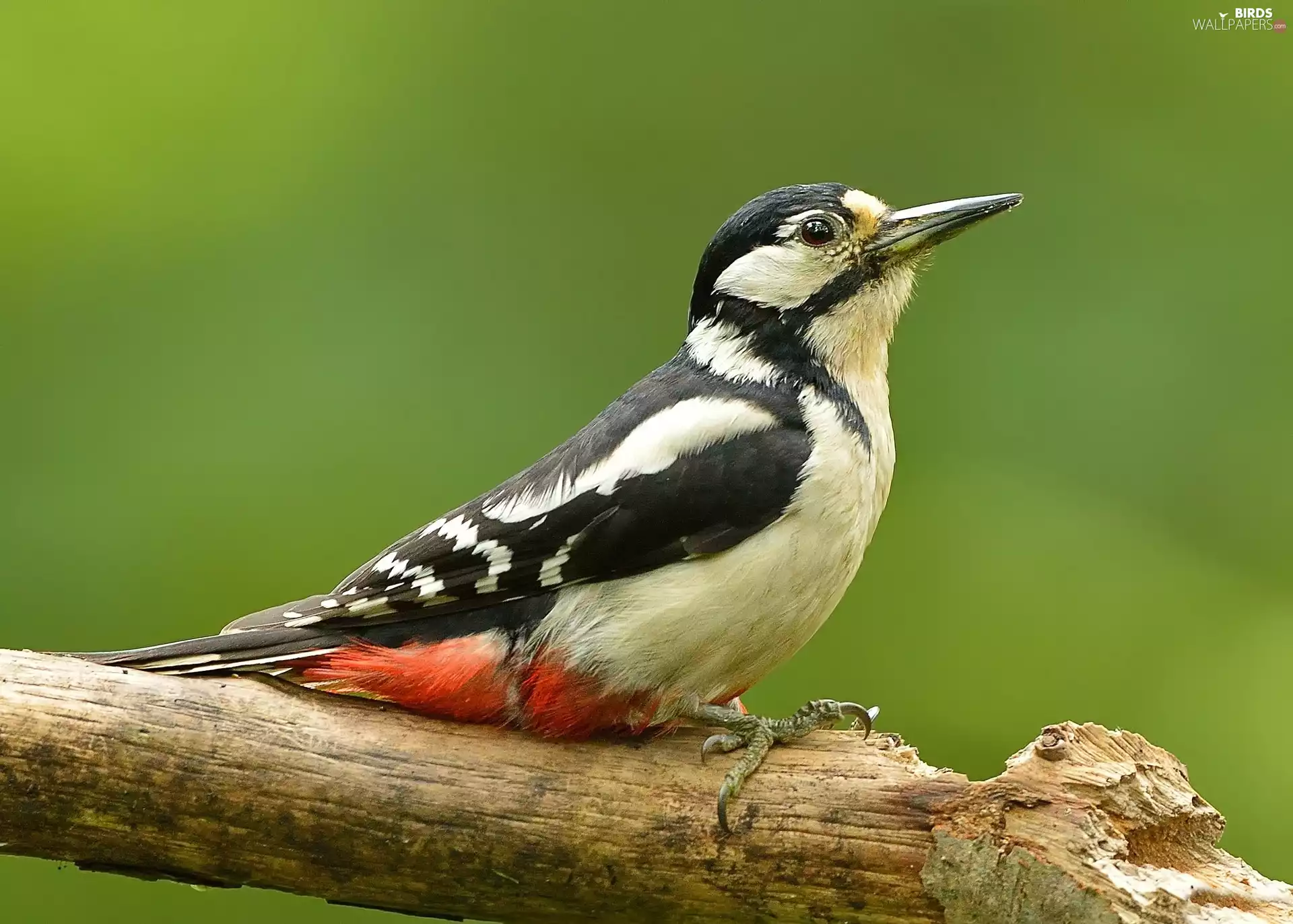 Bird, woodpecker