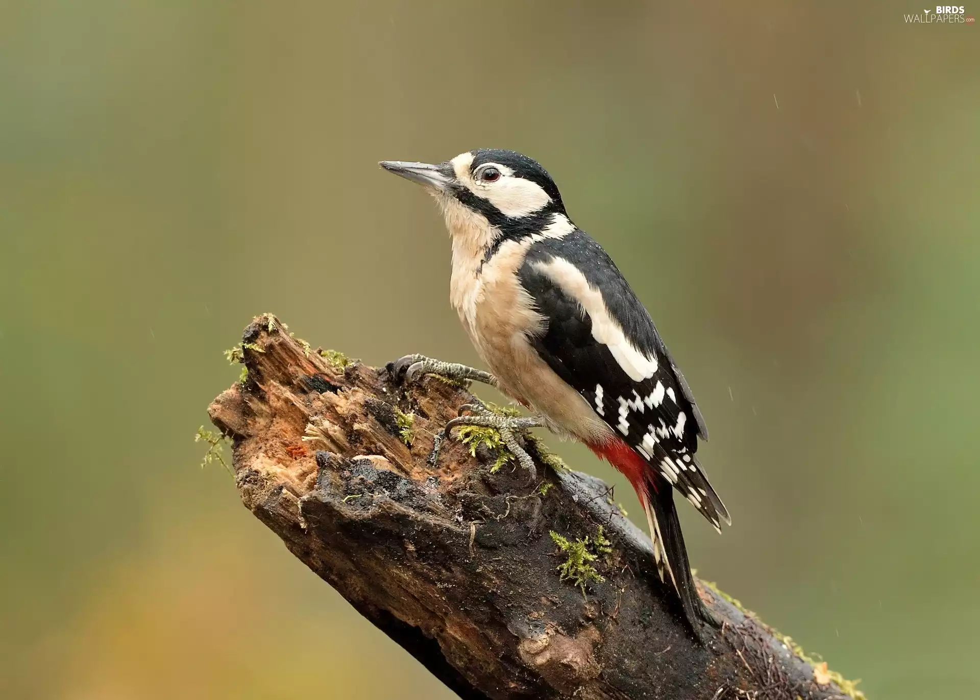 Bird, Woodpecker