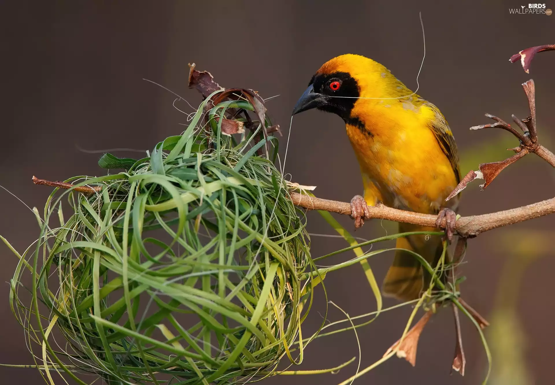 Yellow, weaver, nest, Bird