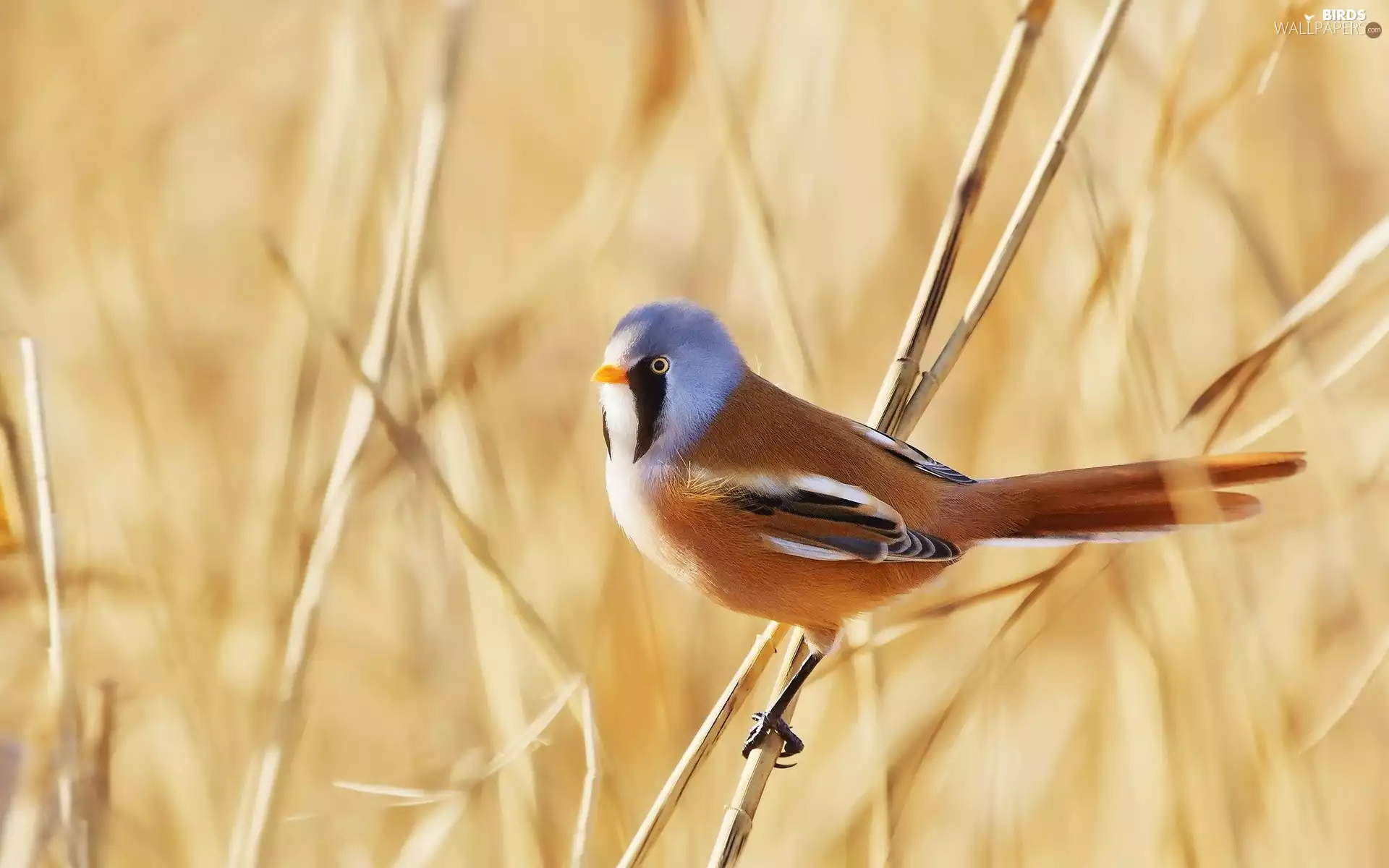Bearded Tit, color, birdies