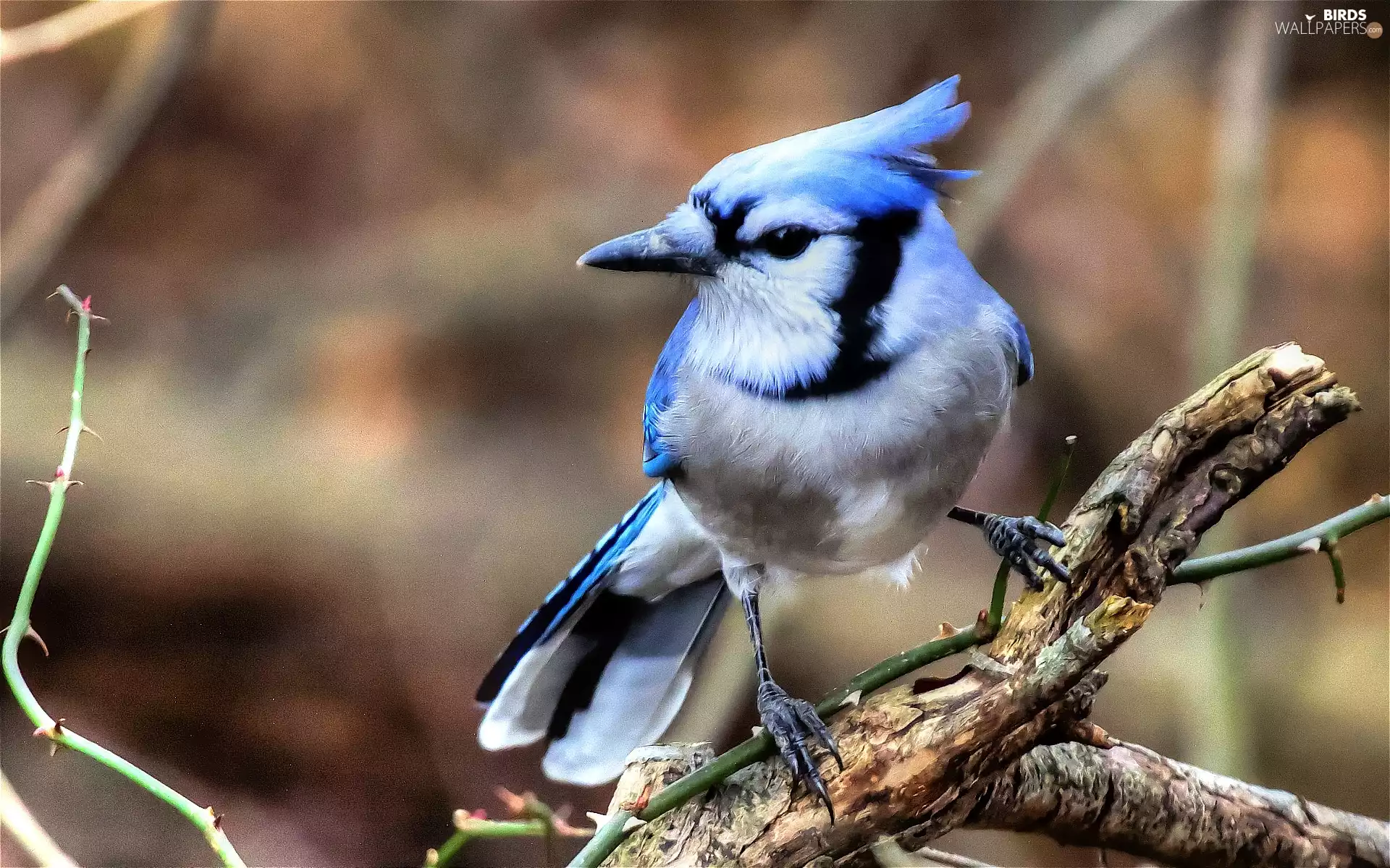 birdies, branch, blue