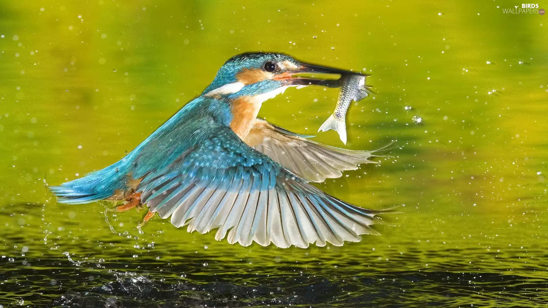 blue, Fish, water, birdies