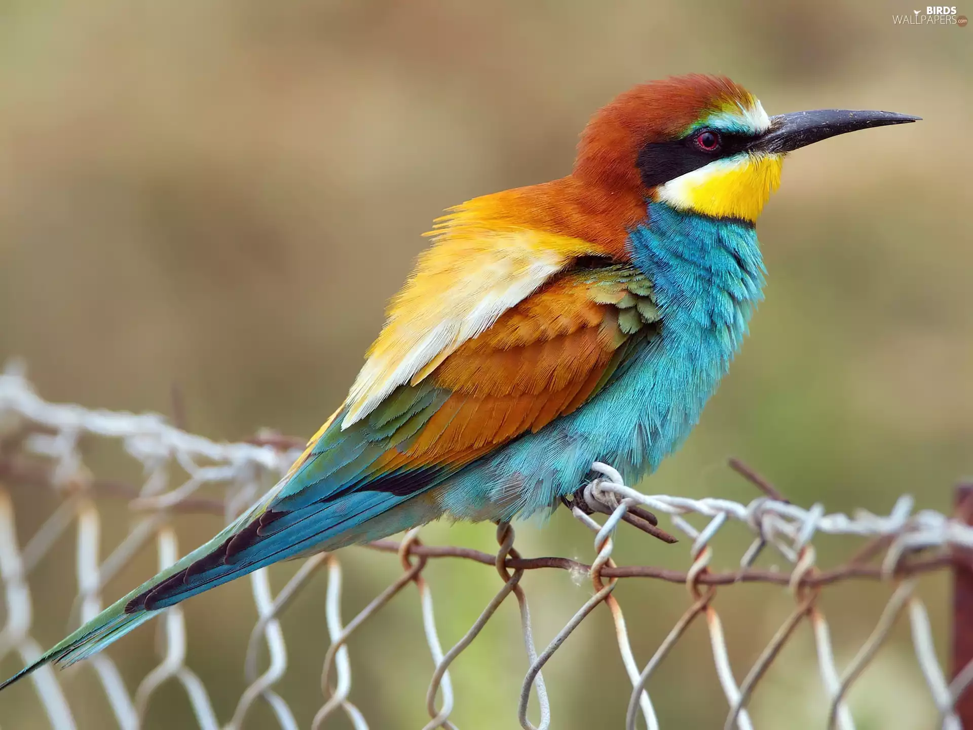 grid, bee-eater, birdies, an, color
