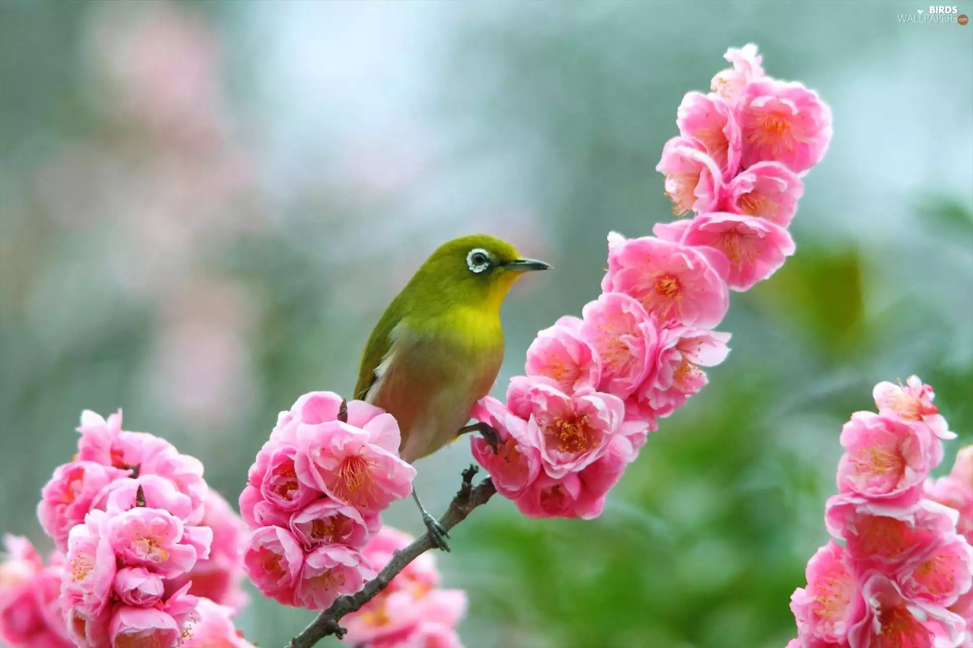 color, Blossoming, twig, birdies