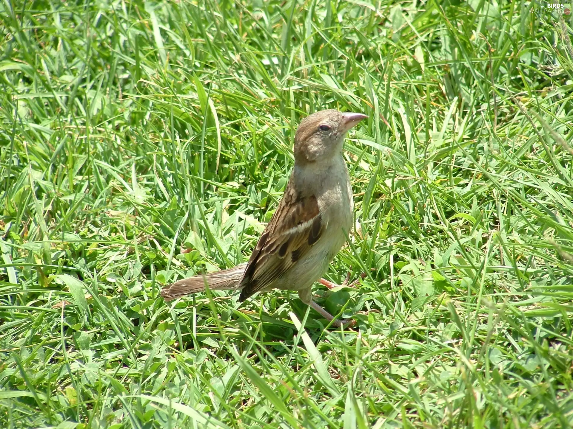 birdies, grass