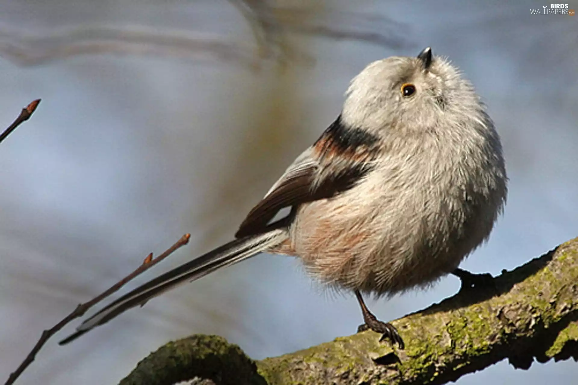 trees, birdies, Long-tailed Tit