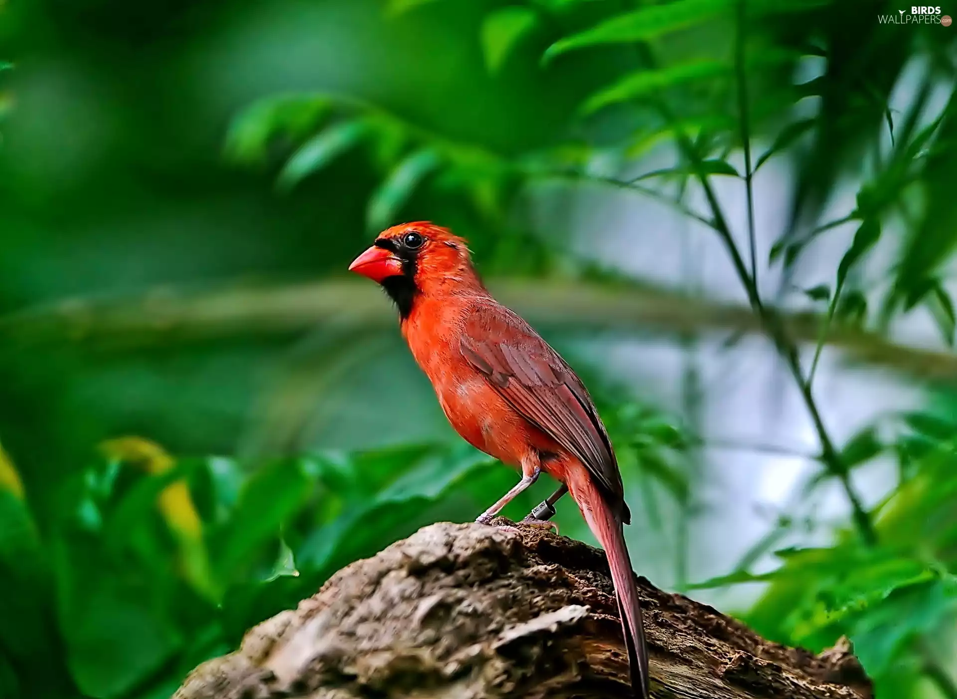 green ones, Leaf, birdies, trunk, Red