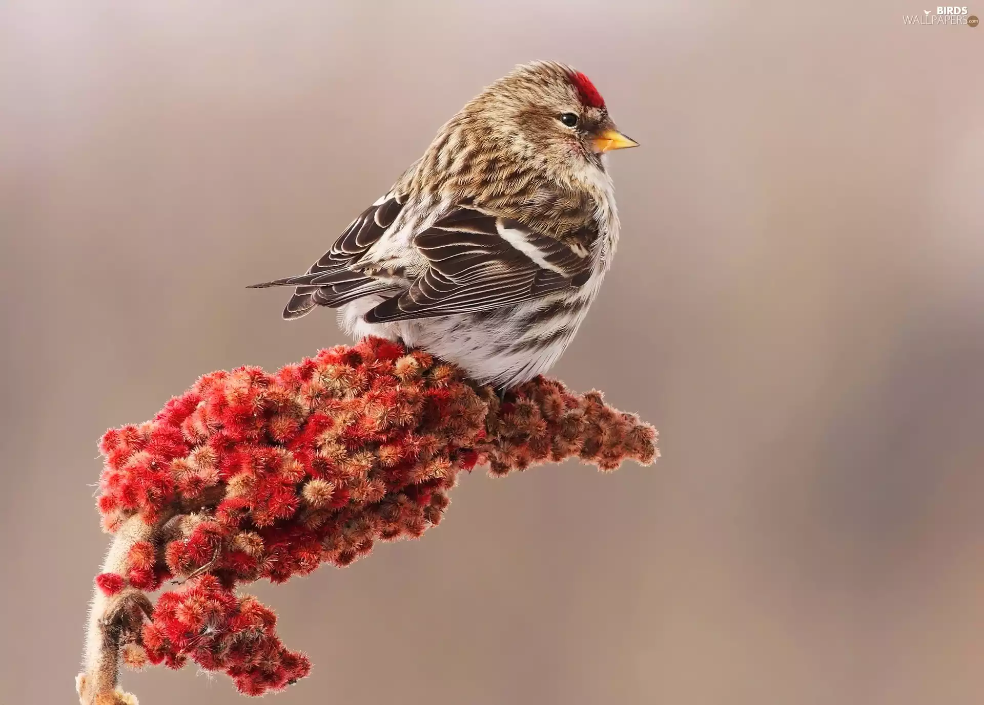 birdies, redpoll