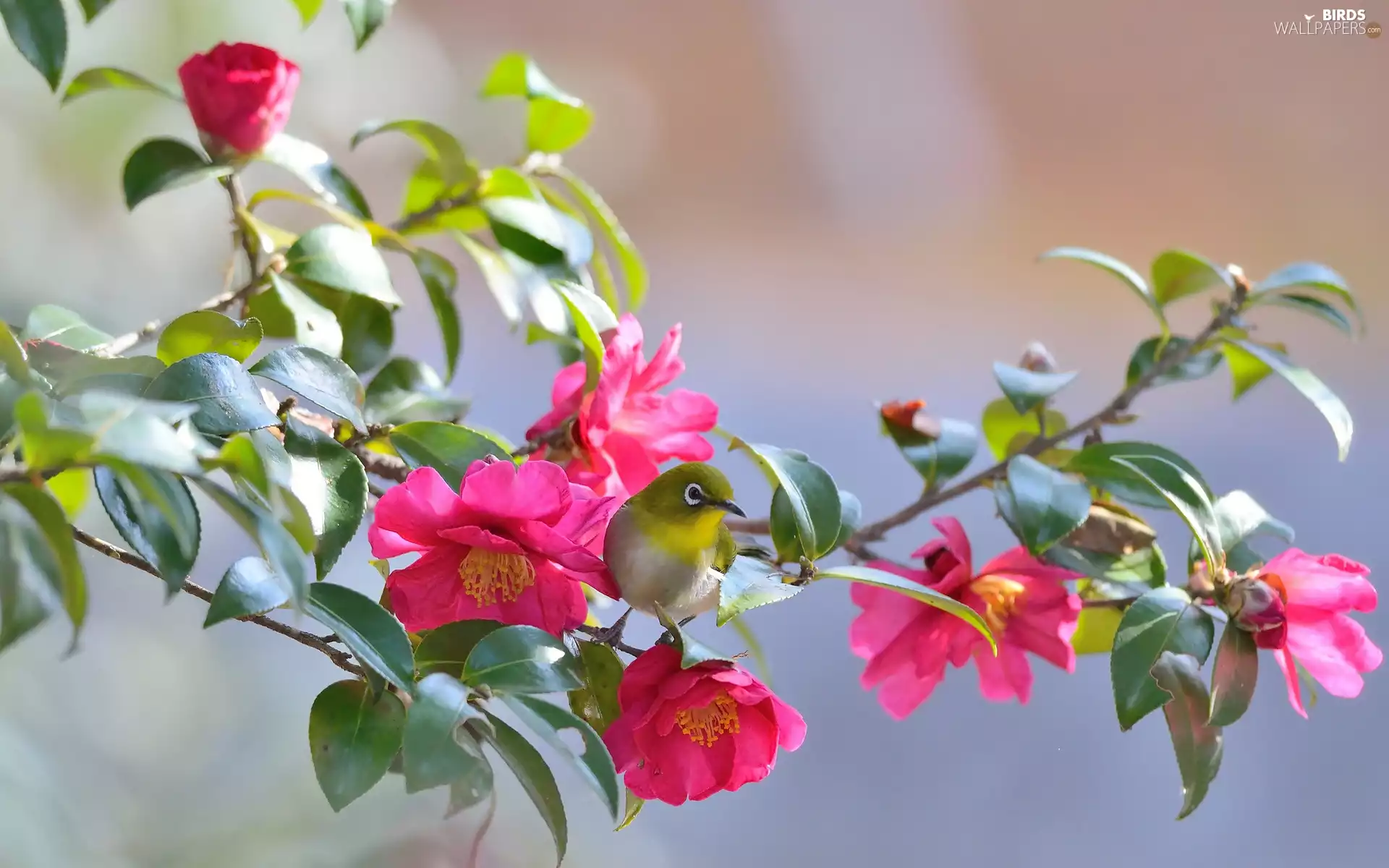birdies, Wild, rose