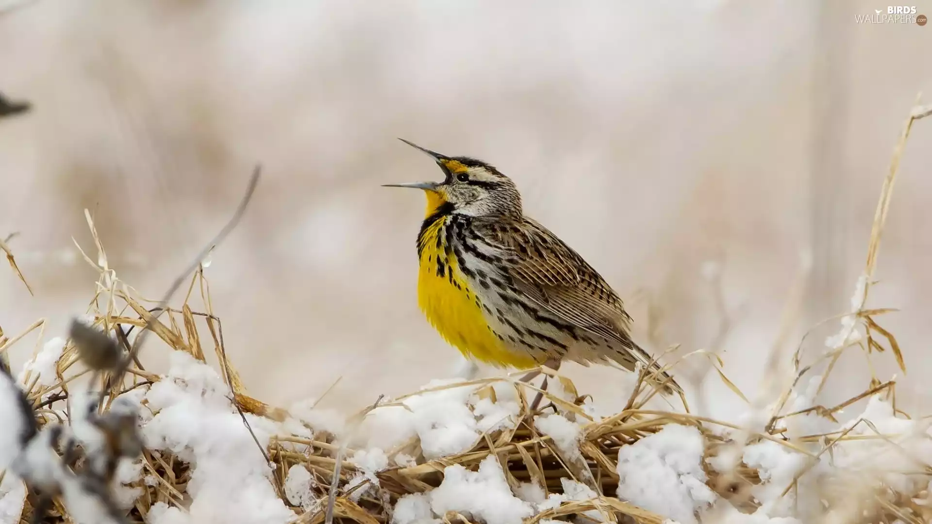 dry, Yellow, snow, birdies, winter, grass, thrush