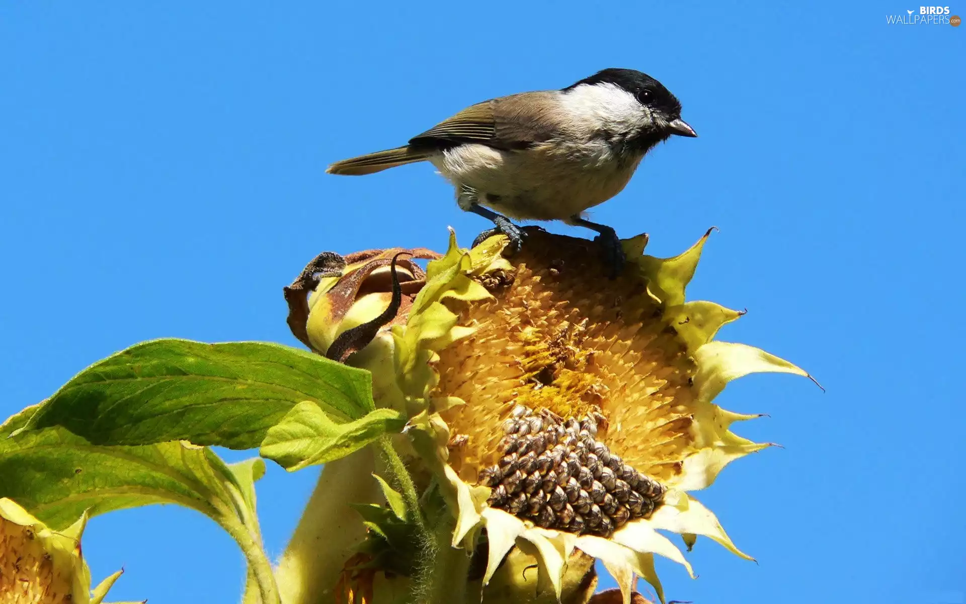 birdies, Sunflower