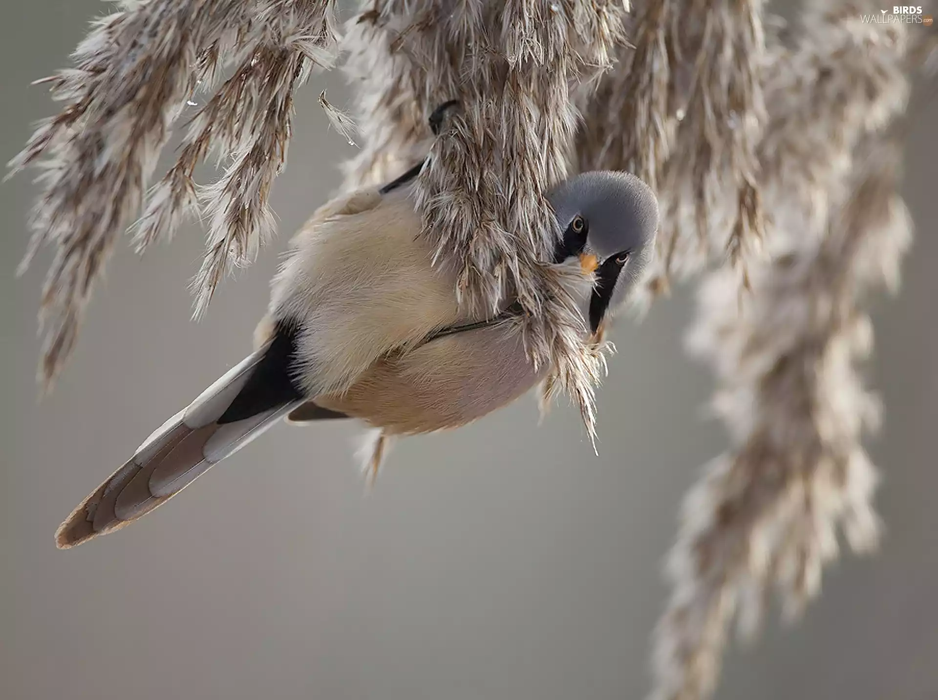 birdies, Bearded Tit