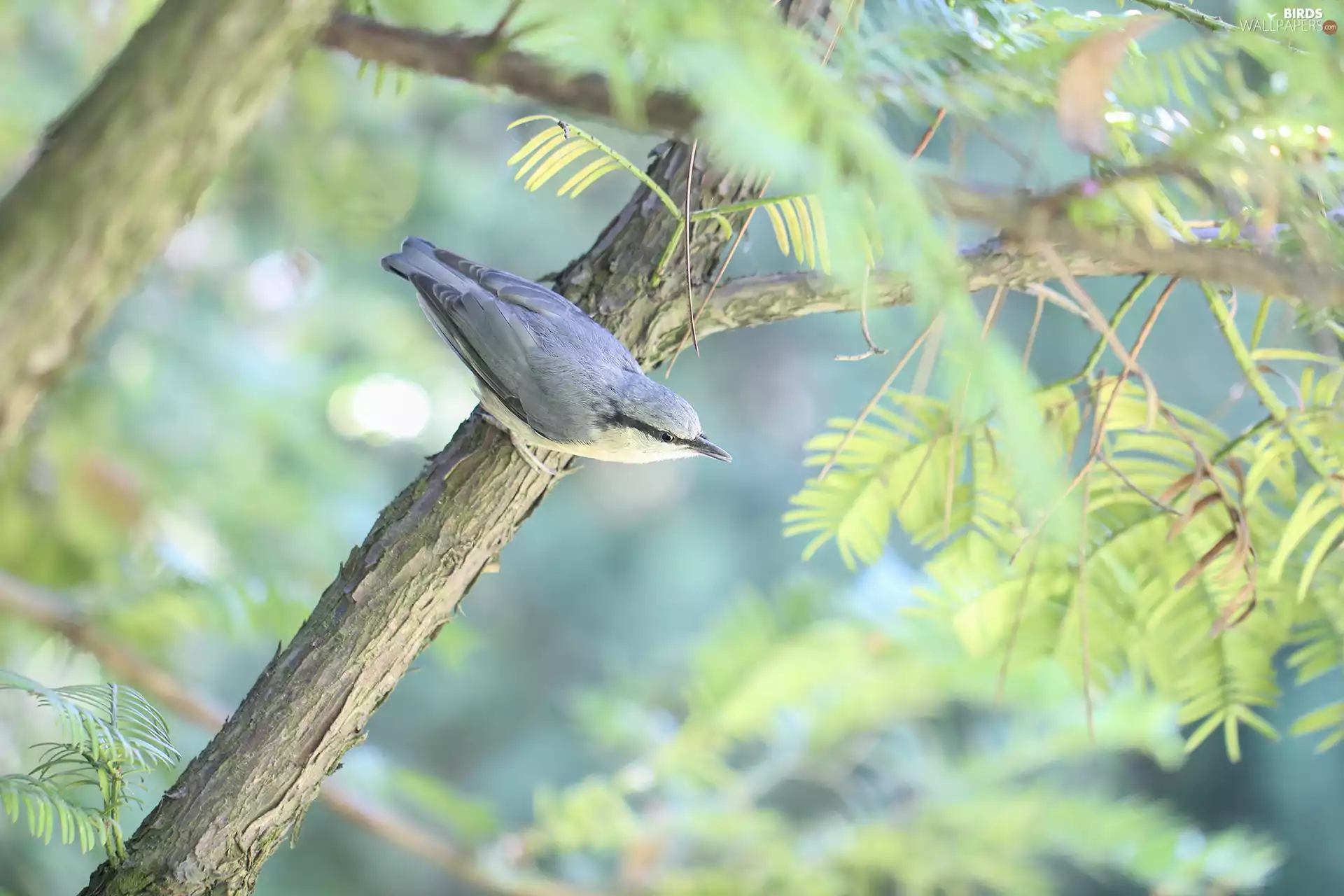 twig, Eurasian nuthatch, birdies