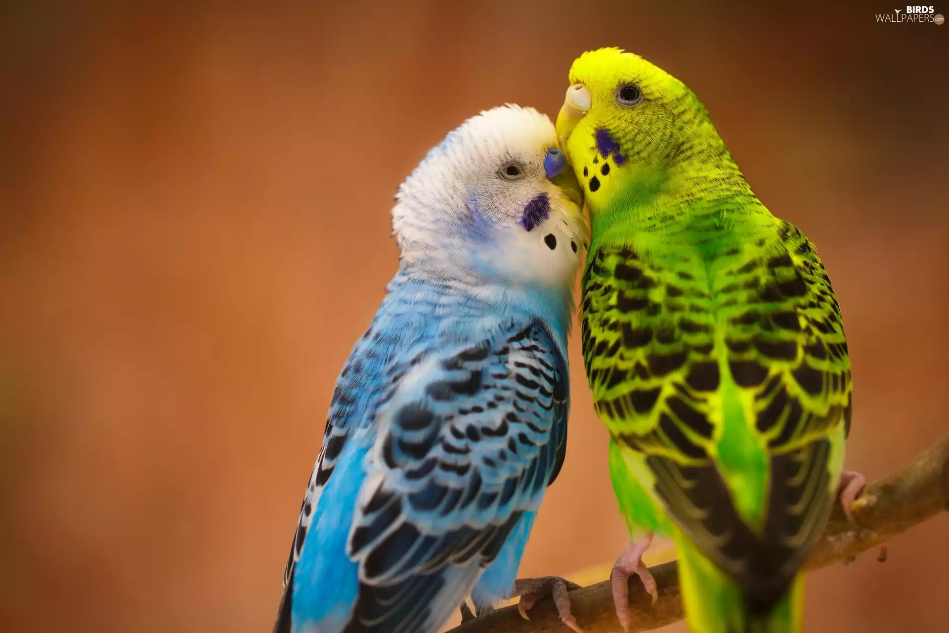 birds, Two, Budgerigar