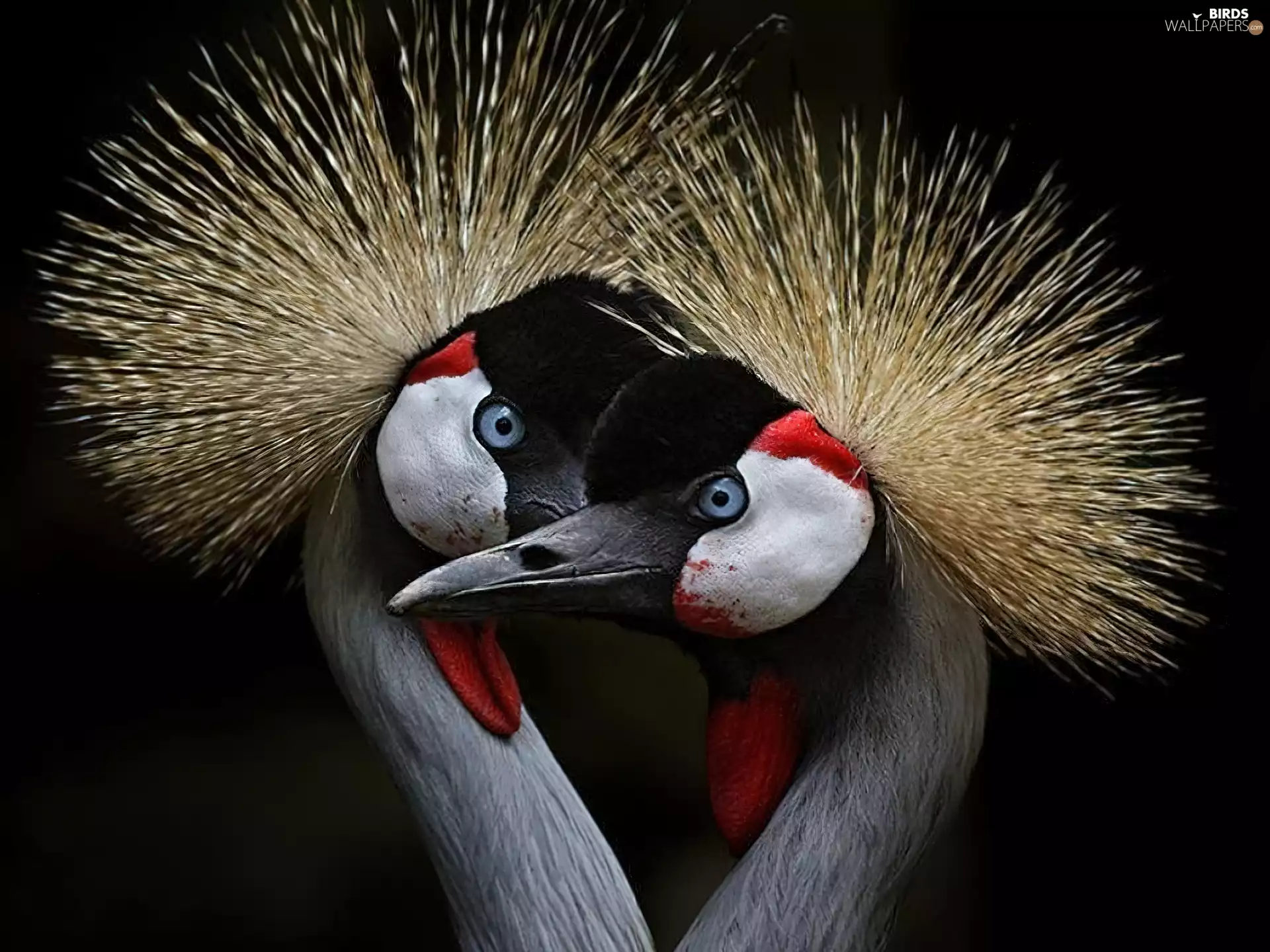 cranes, Two cars, birds